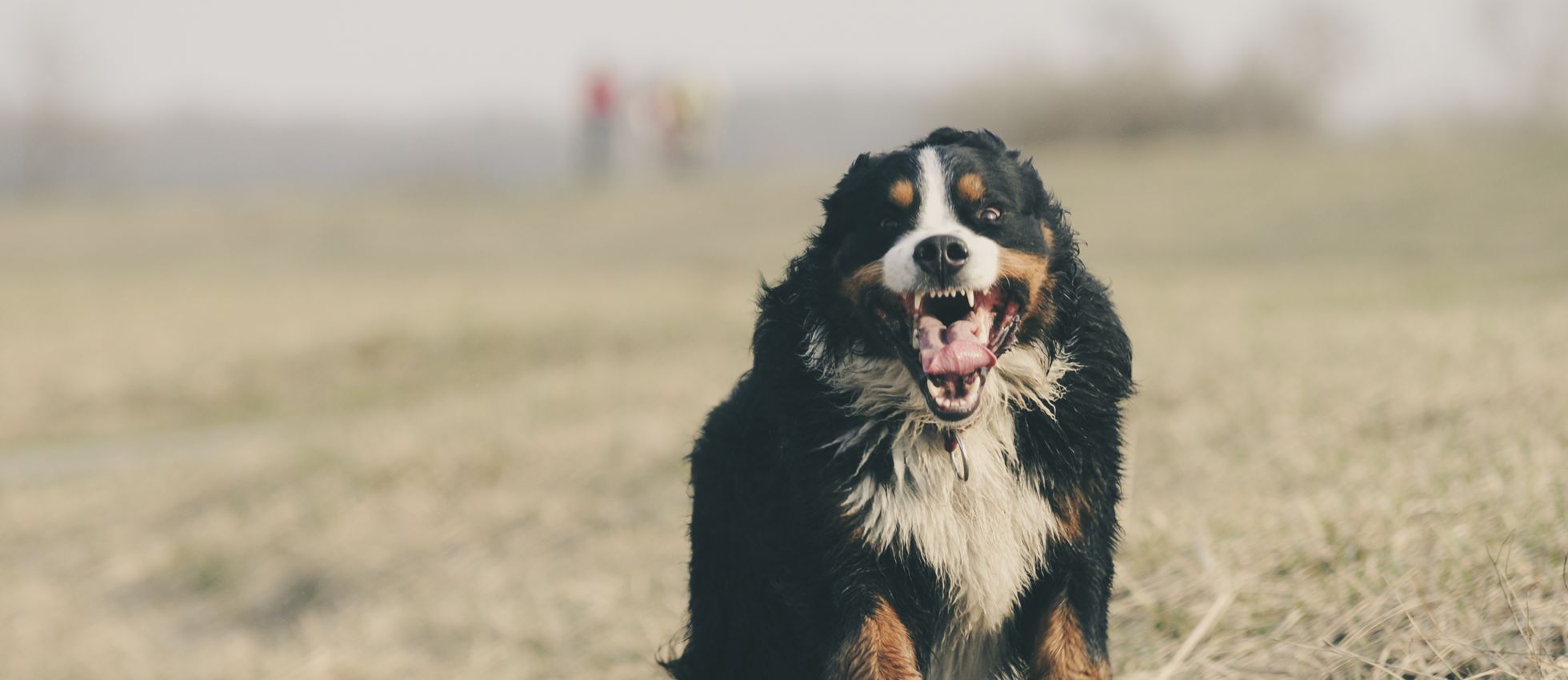 Bernese Mountain Dog running through a grassy field — best dog food for Bernese Mountain Dogs