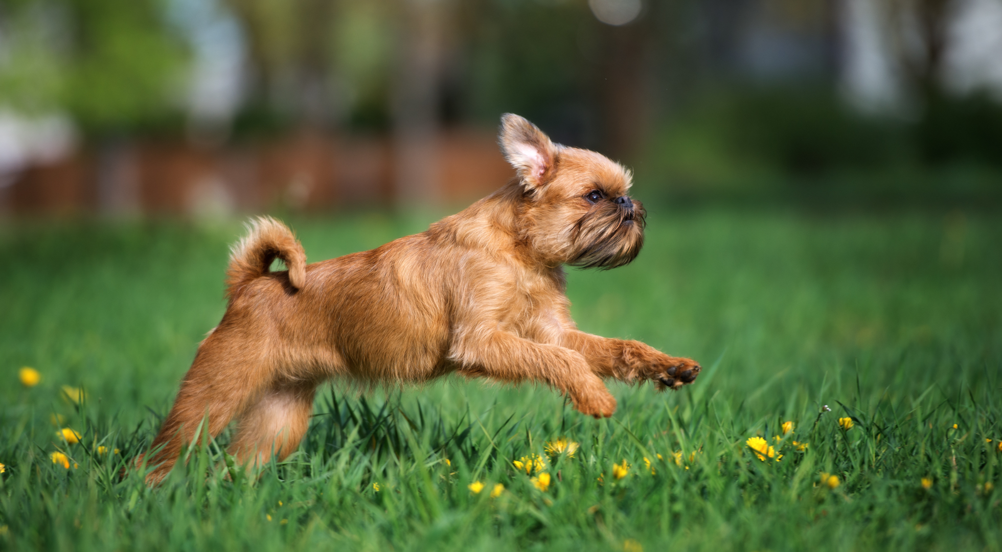 What is the best dog food for Brussels Griffon?
