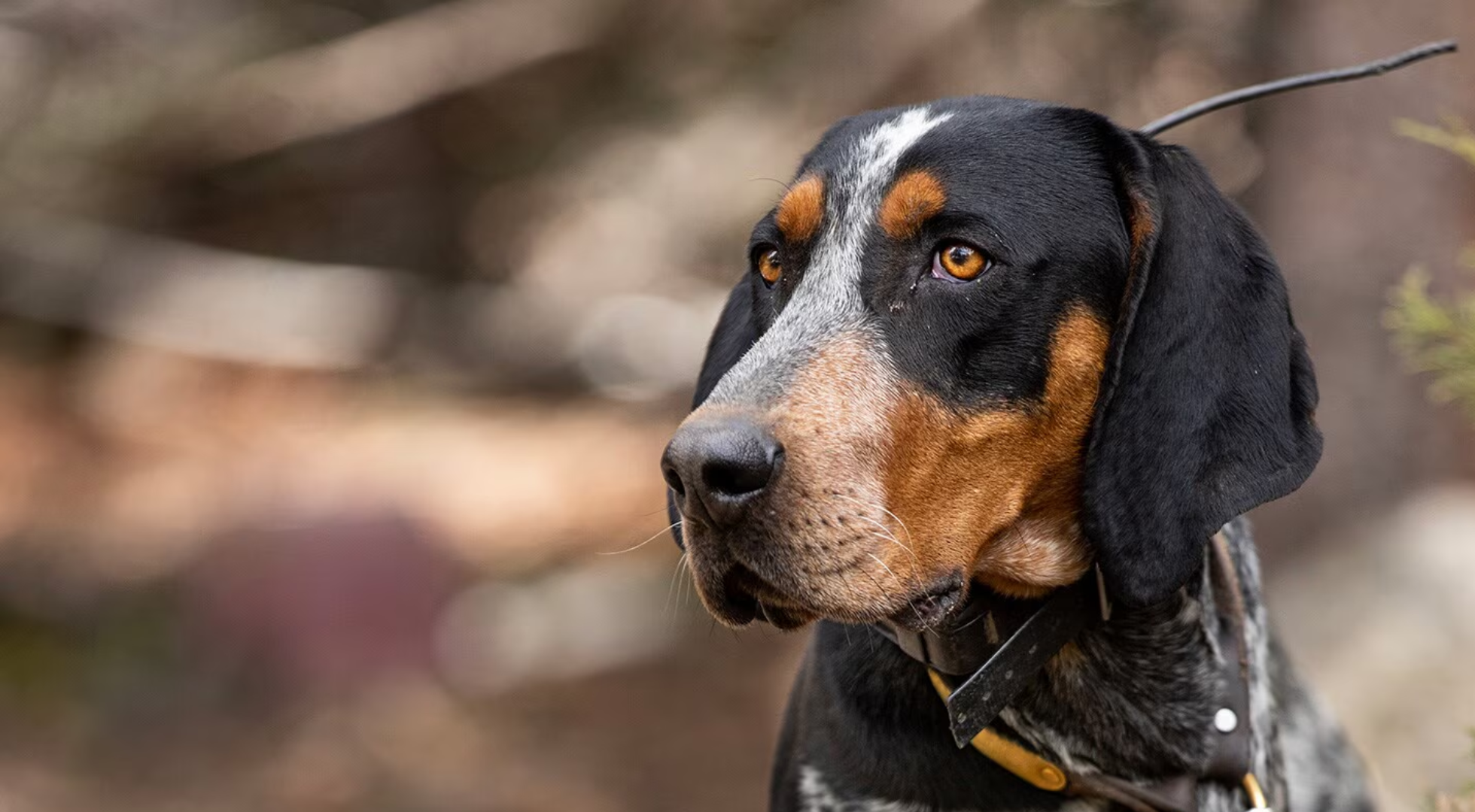 What is the best dog food for a Bluetick Coonhound?