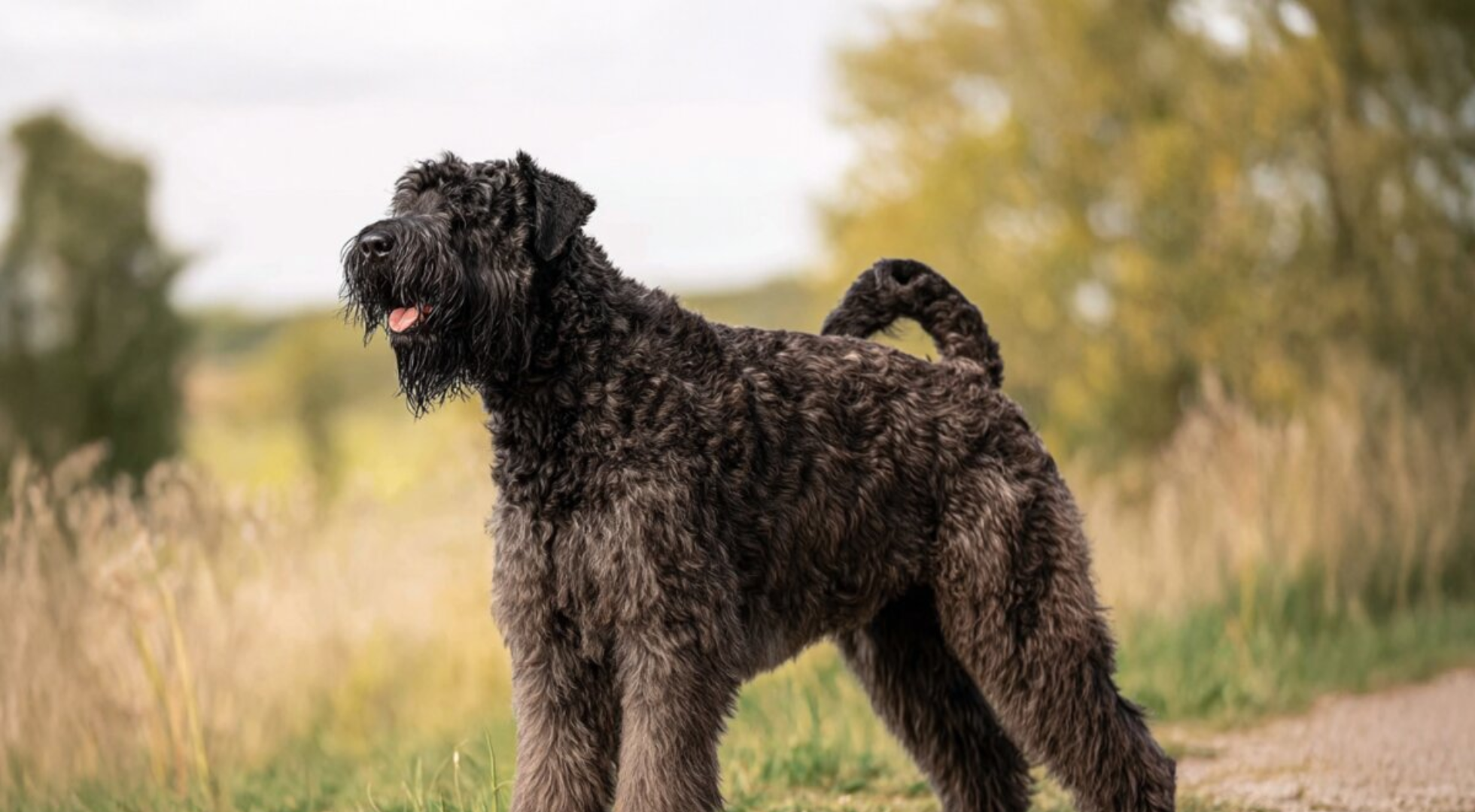 What is the best dog food for a Bouvier des Flandres?