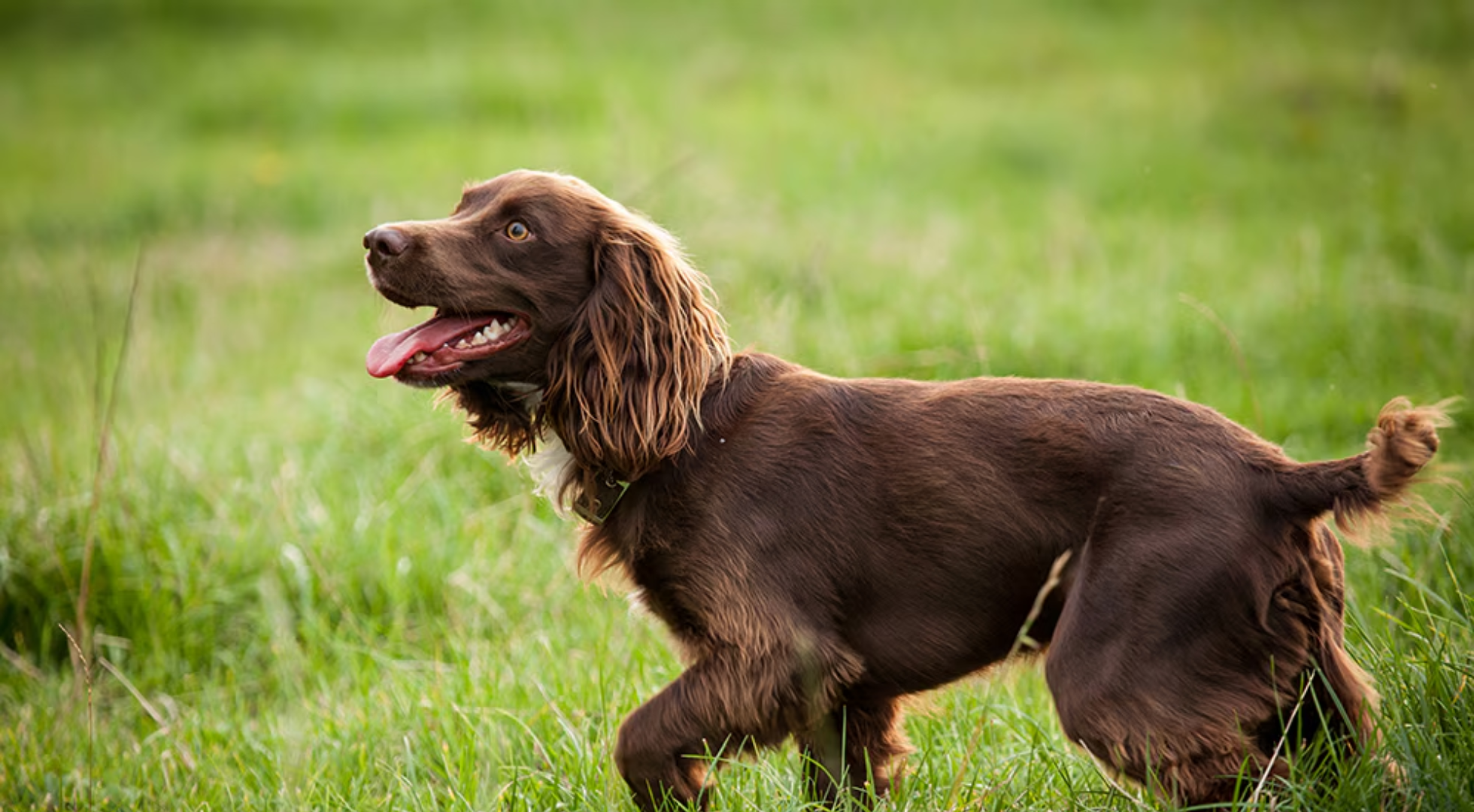 What is the best dog food for a Boykin Spaniel?