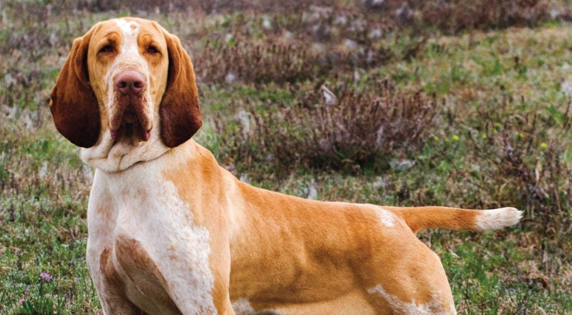 What is the best dog food for a Bracco Italiano?