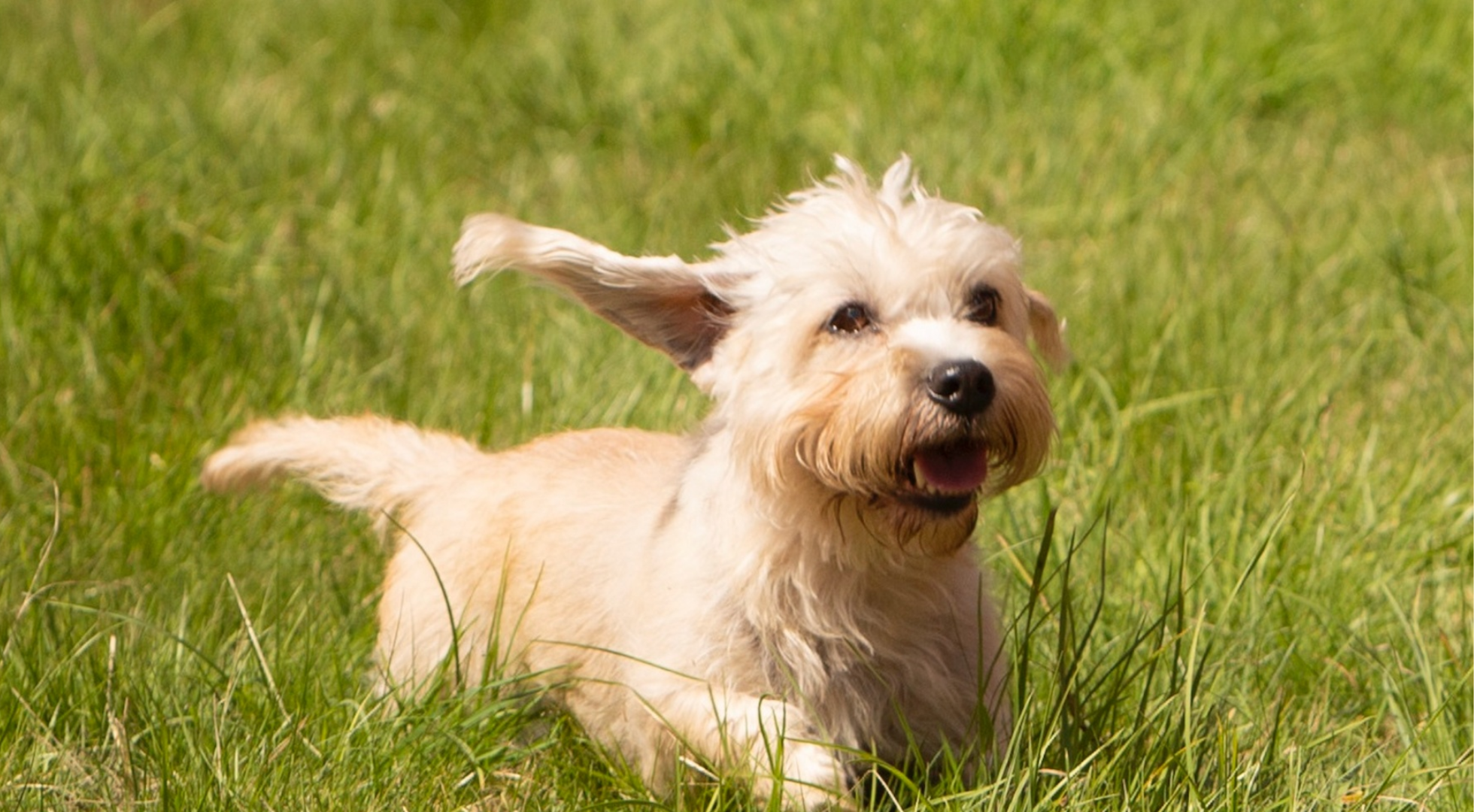 What is the best dog food for a Dandie Dinmont Terrier?