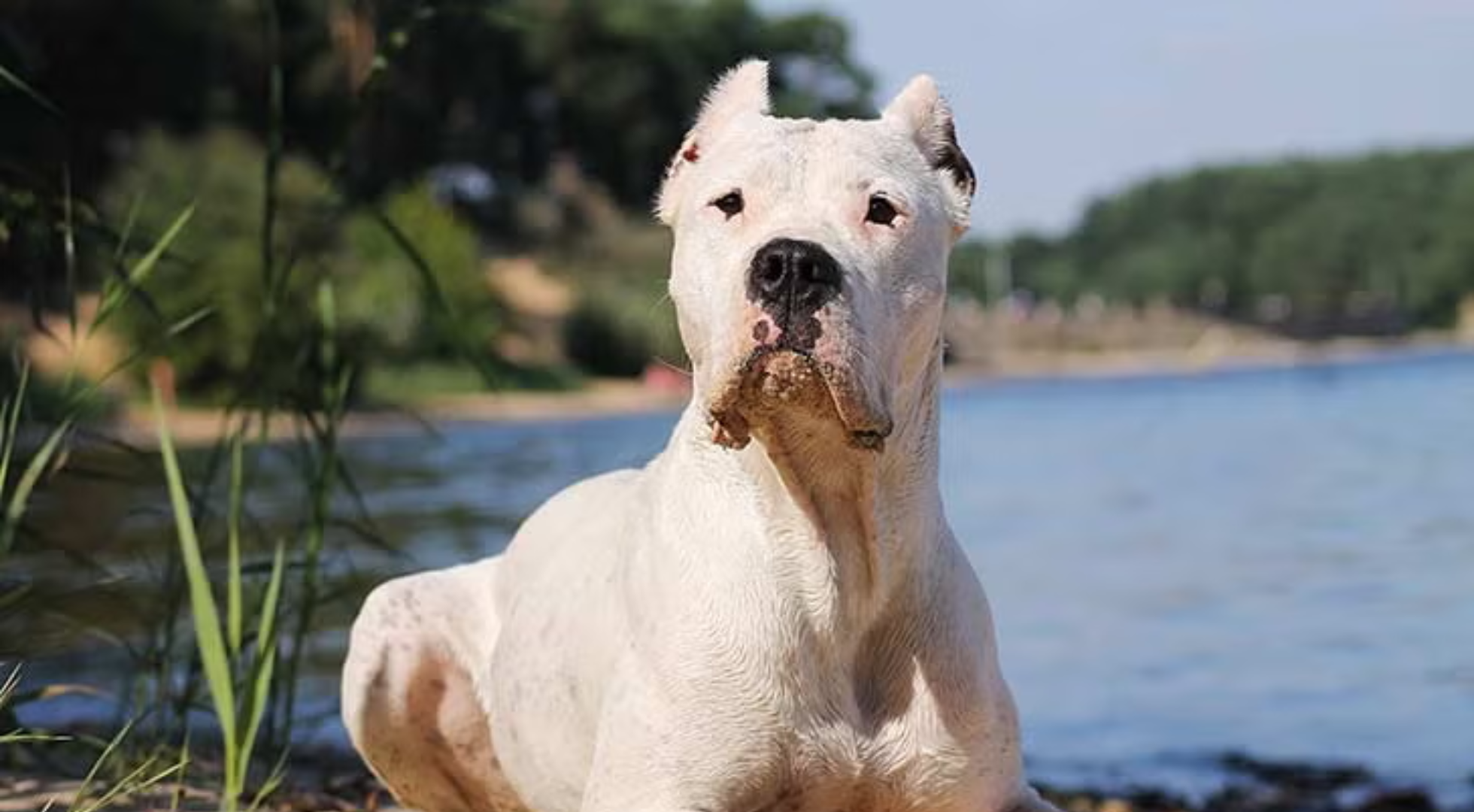 What’s the best dog food for a Dogo Argentino?