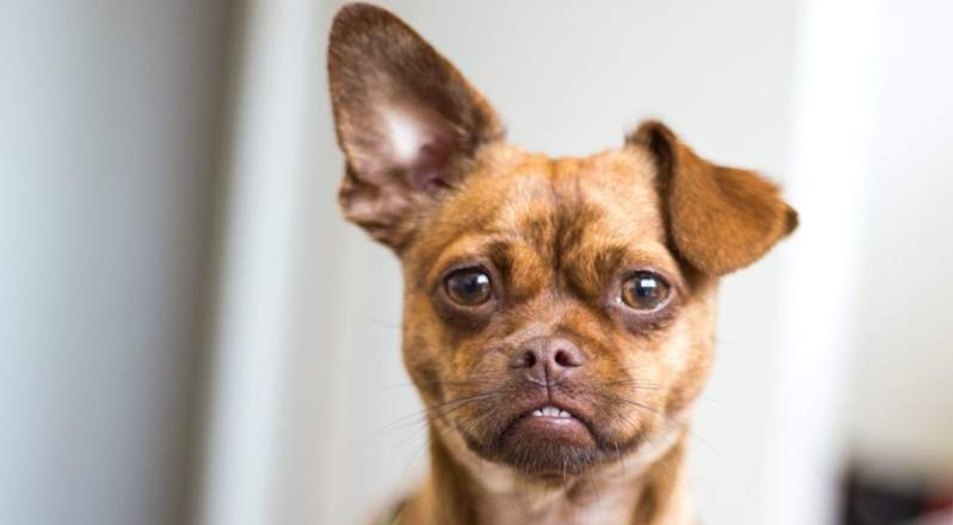 What’s the best dog food for a Chug?