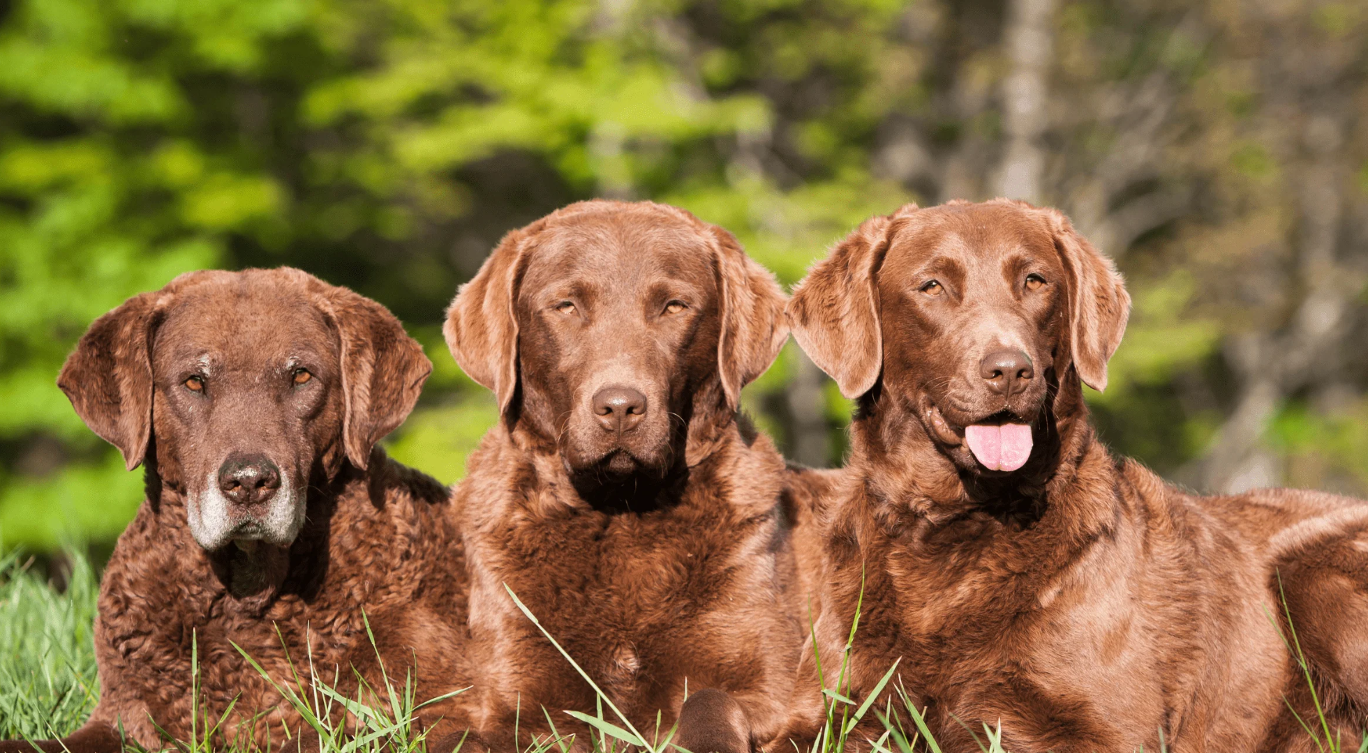 What is the best dog food for Chesapeake Bay Retrievers?