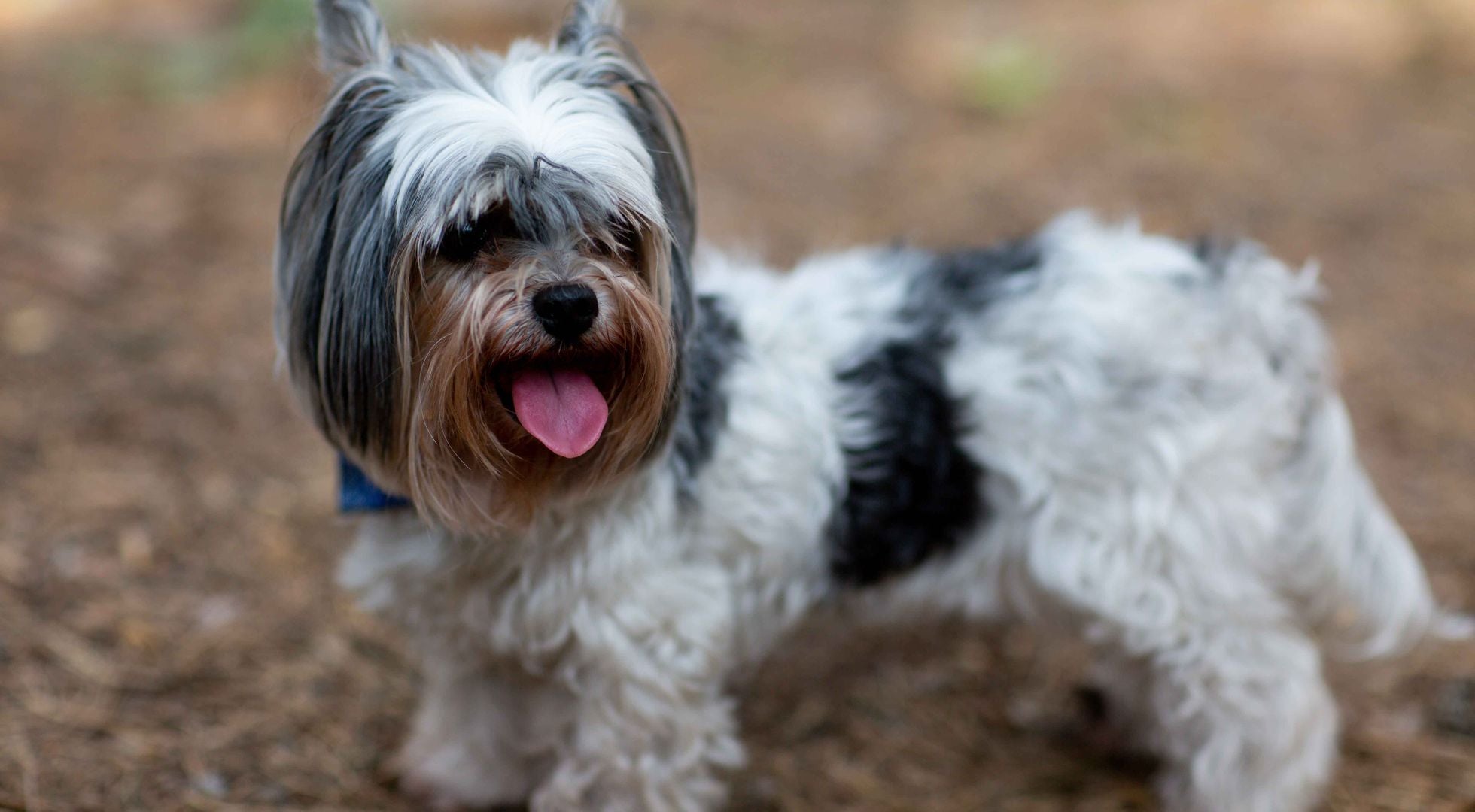 Biewer Terrier dog enjoying a sunny day outdoors — best dog food for Biewer Terriers