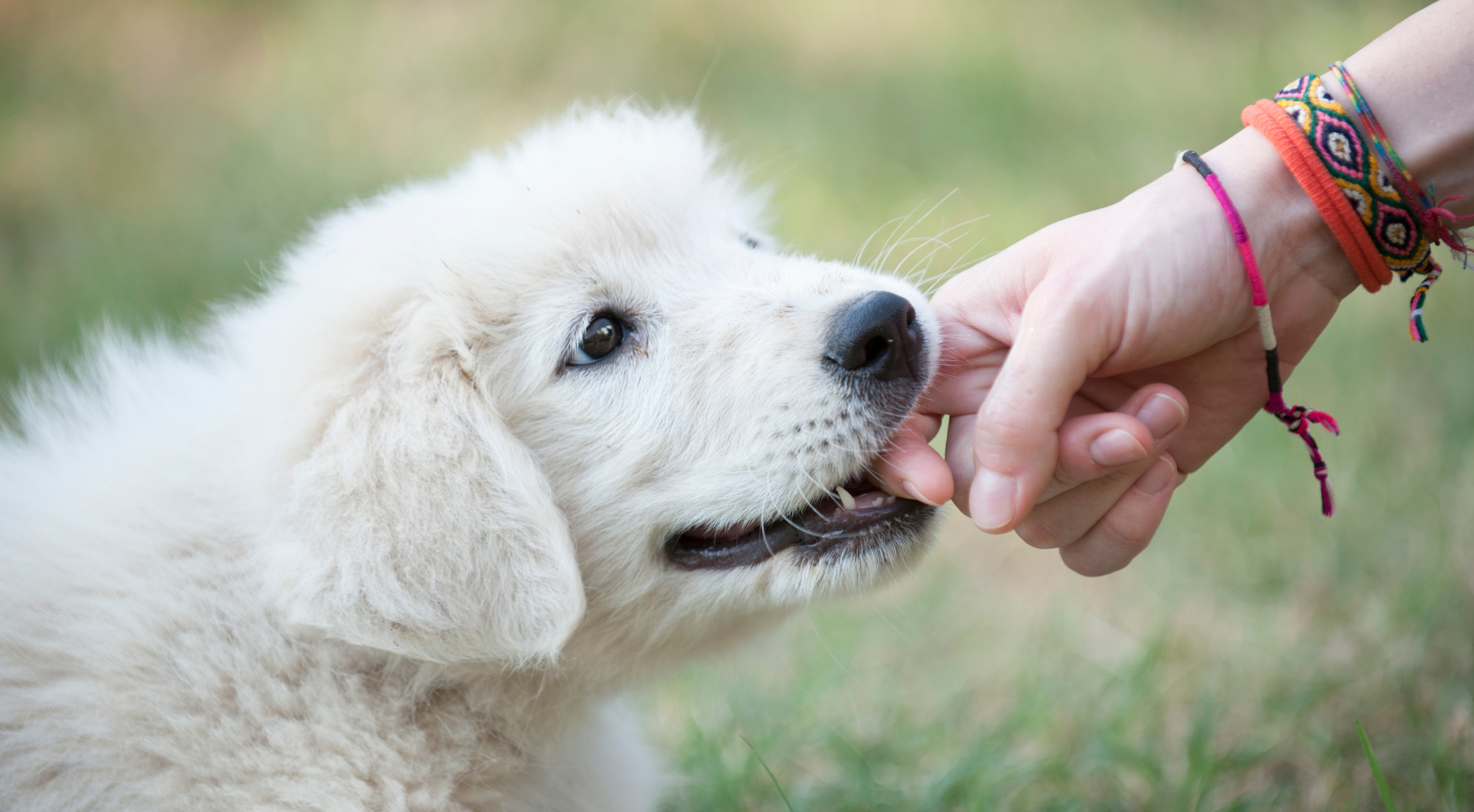 How to Deal with Dog Nipping and Biting: A Kind and Consistent Approach