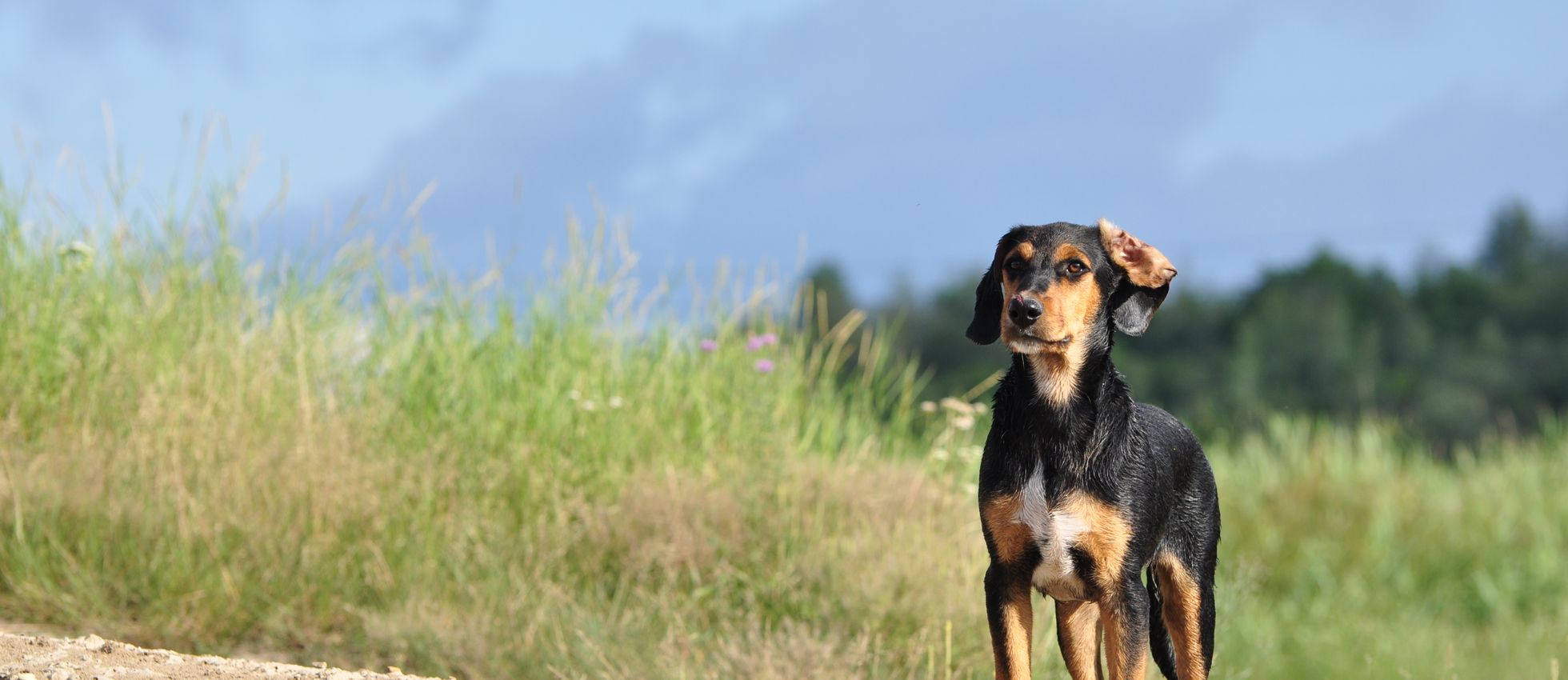 Black and Tan Coonhound dog standing on a dirt path — best dog food for Black and Tan Coonhounds