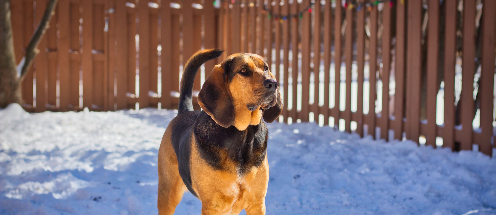 Bloodhound dog standing on snow in a fenced yard — best dog food for Bloodhounds