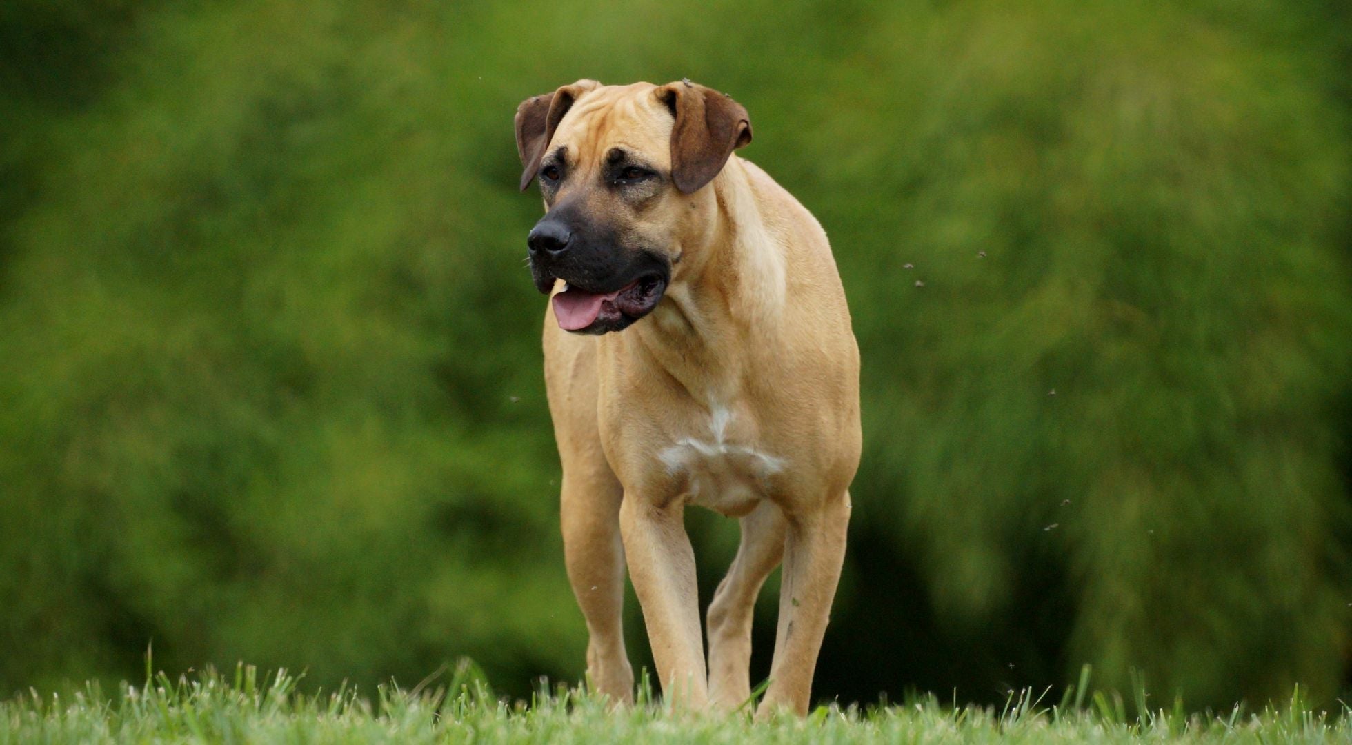 Boerboel dog walking through a lush green field — best dog food for Boerboels