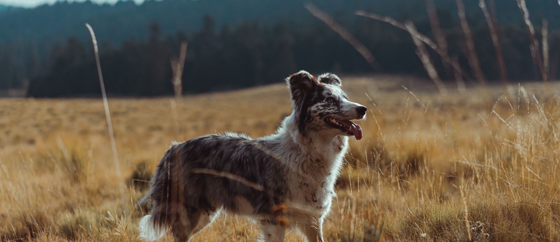 Border Aussie dog standing in a golden grass field — best dog food for Border Aussies