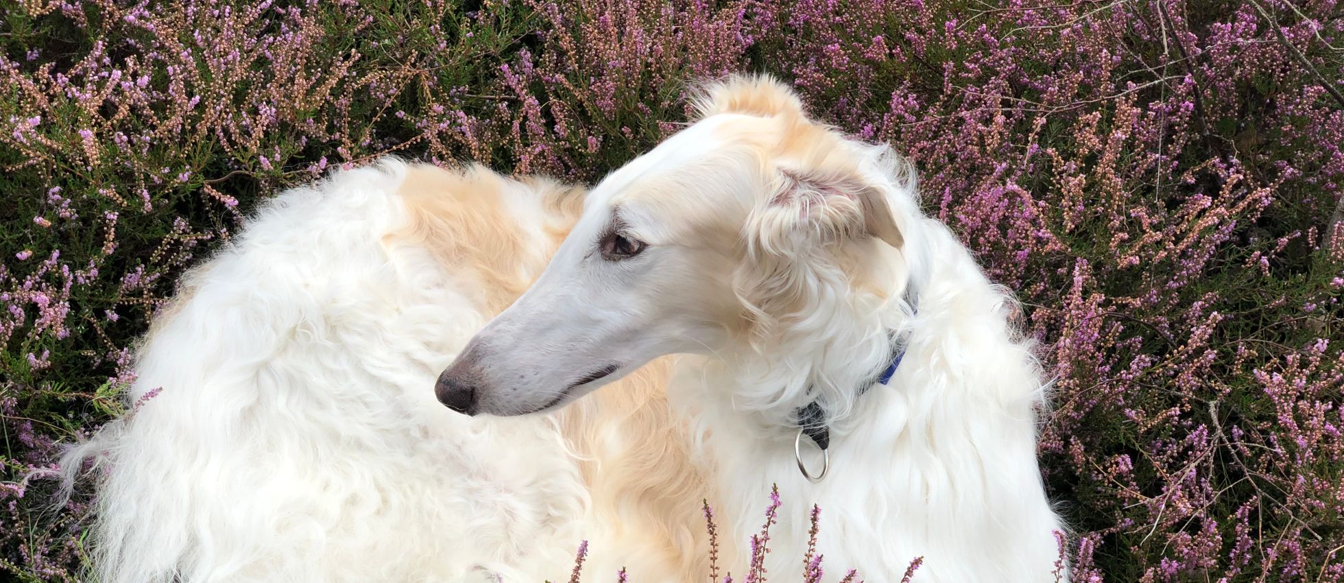 Borzoi dog resting among blooming heather flowers — best dog food for Borzois