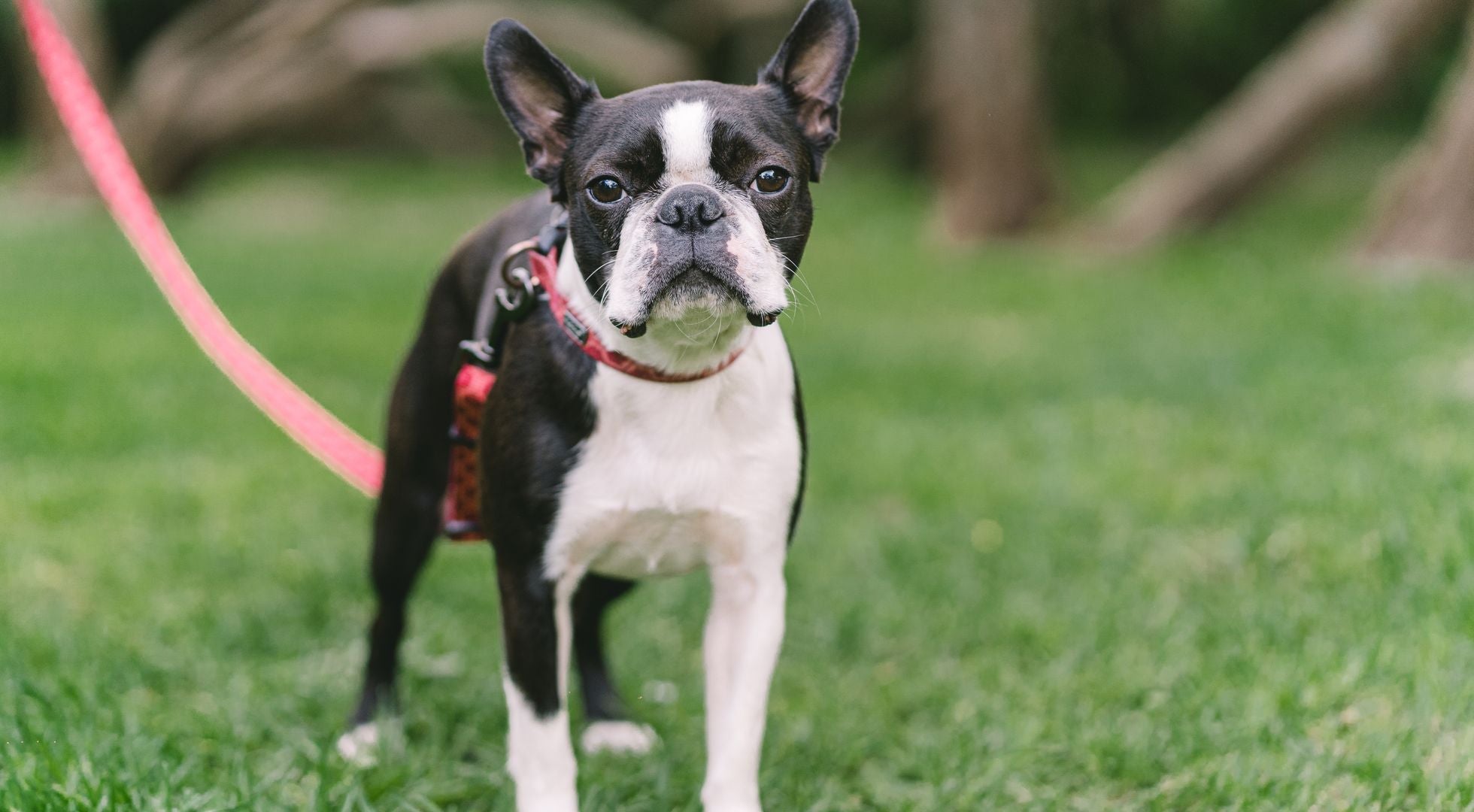 Boston Terrier dog standing on grass in a park — best dog food for Boston Terriers
