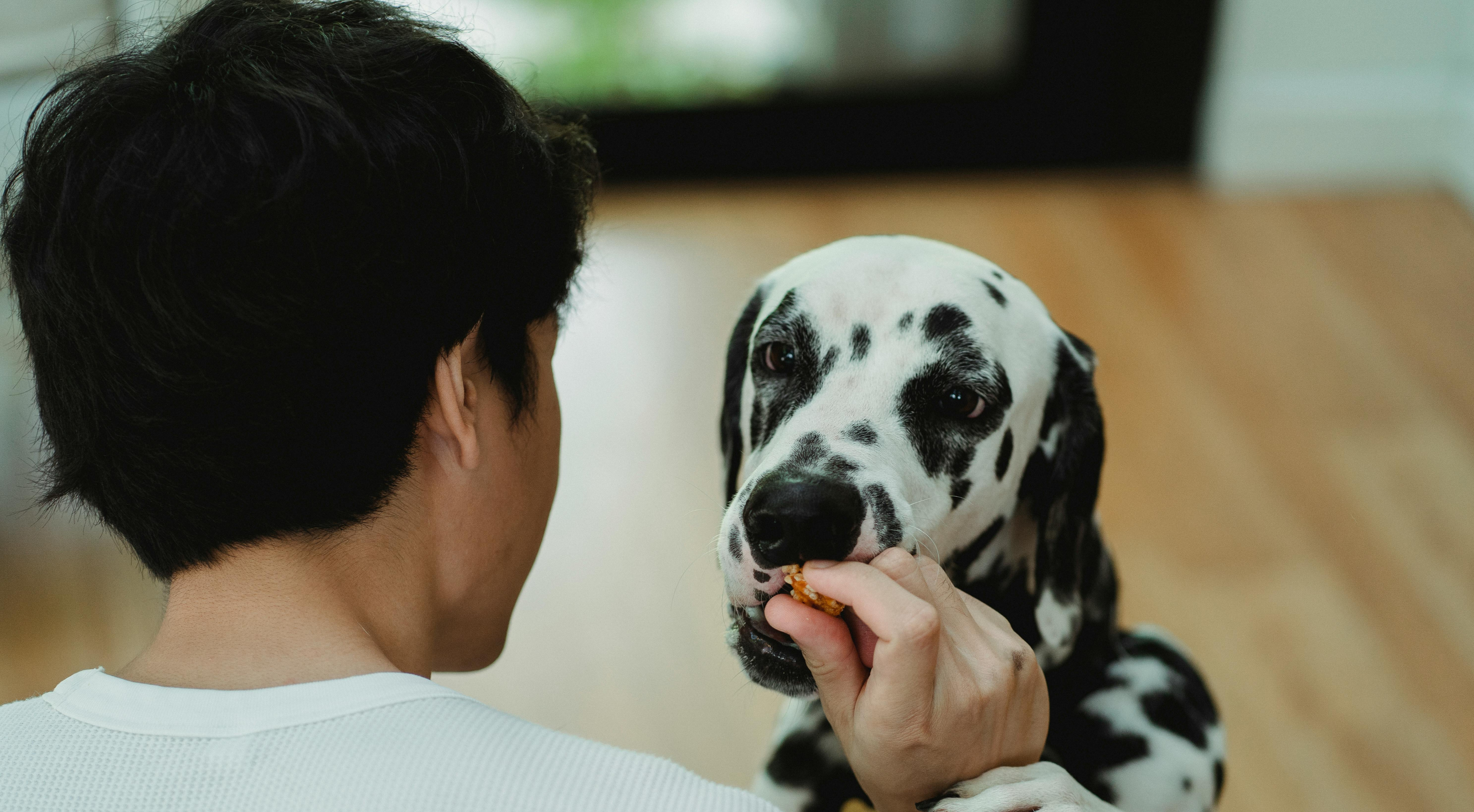 5 Reasons to Set Boundaries with Your Dog: Build Better Behaviour and a Stronger Bond