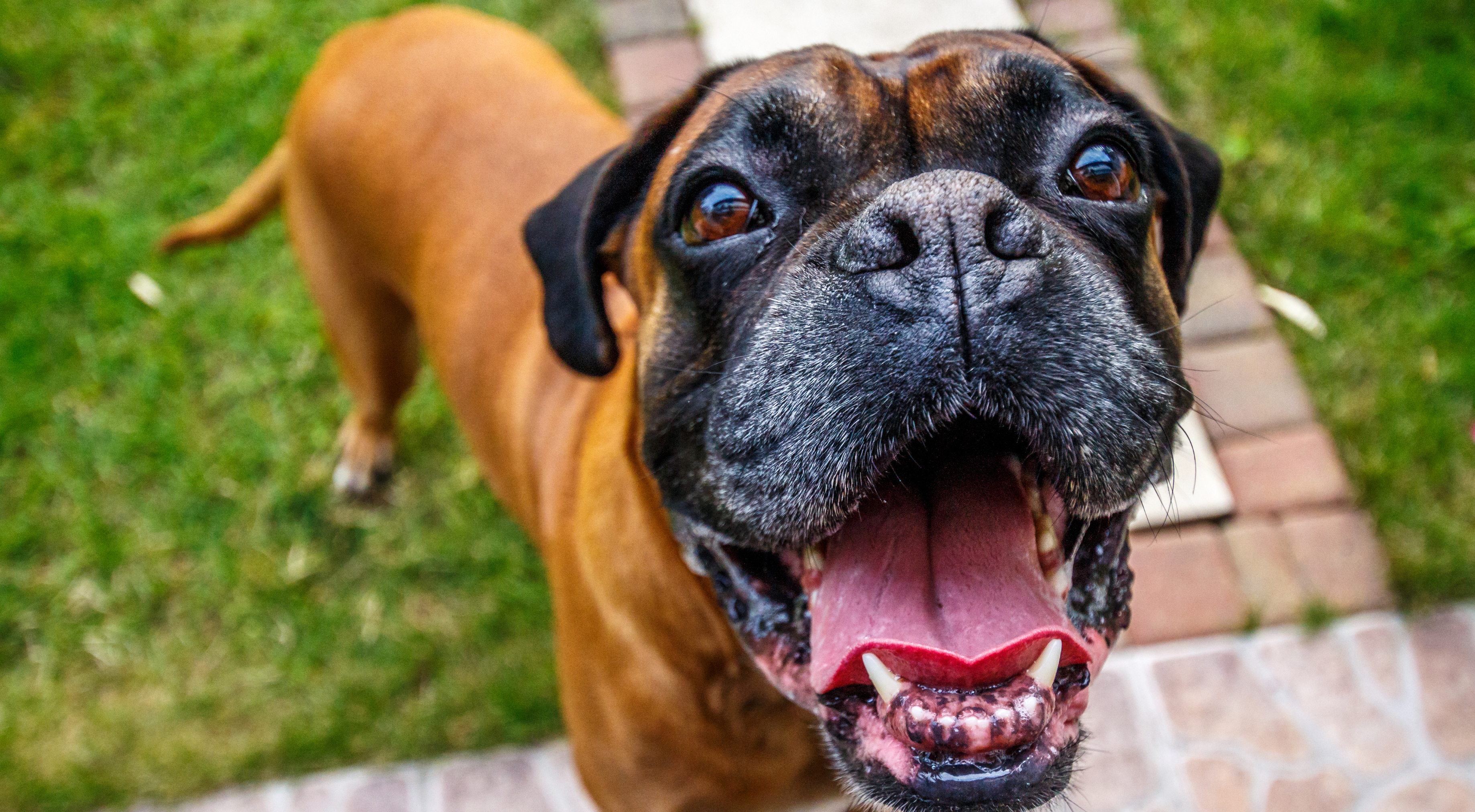 Anjing Boxer: Ciri, Sejarah, Kesehatan, dan Cara Merawatnya yang Energik – Marleybones