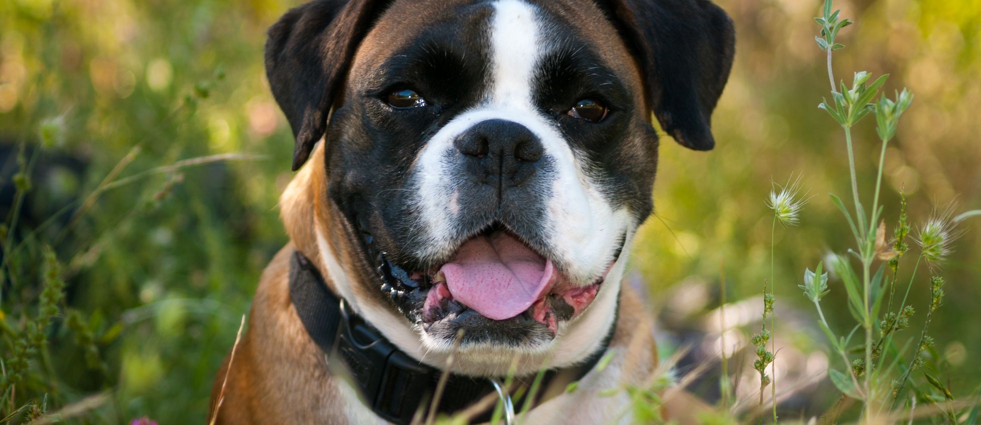 Boxer dog panting amidst green outdoor vegetation — best dog food for Boxers