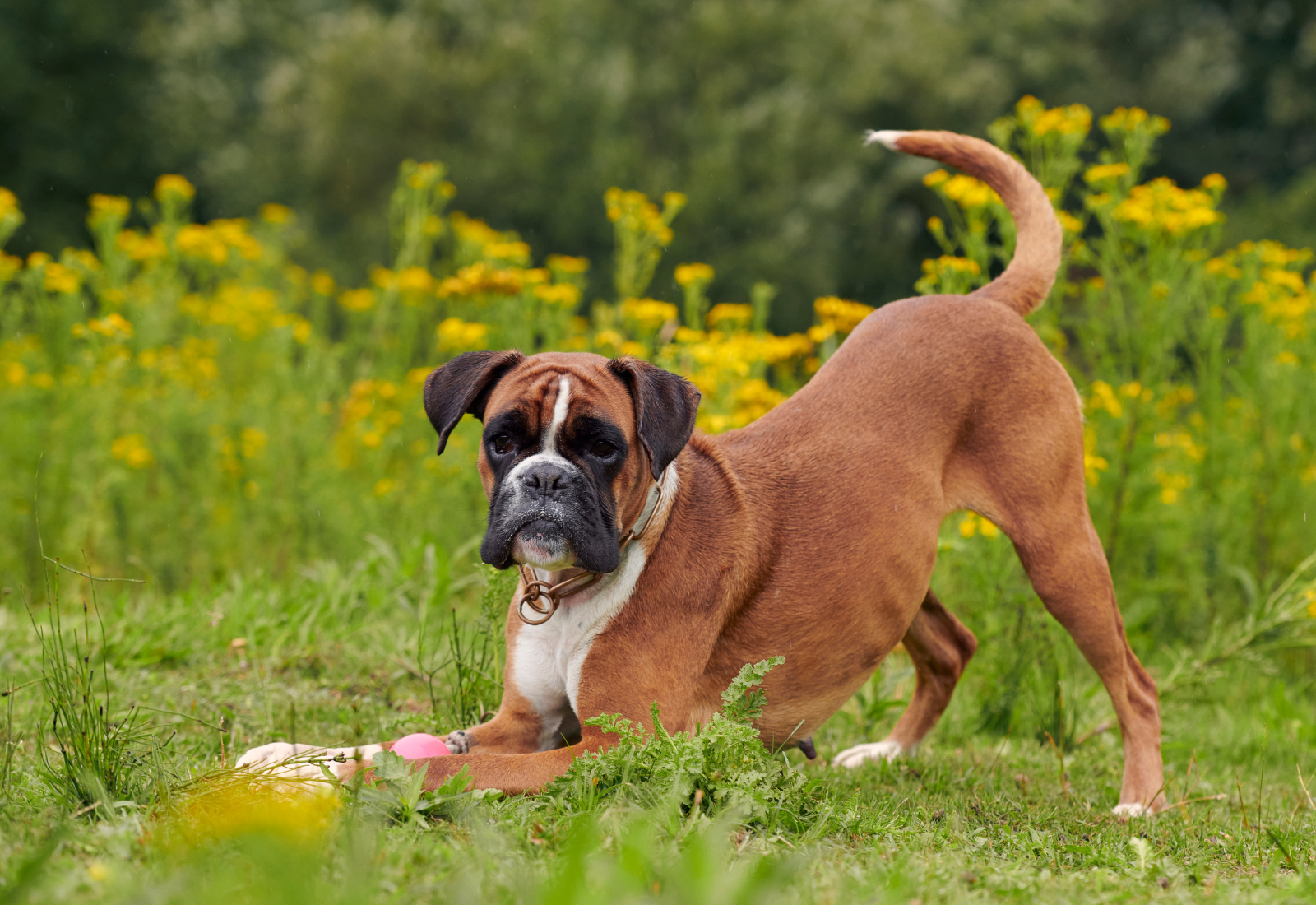 Facts About Boxer Dogs: Insights into Their Playful Nature