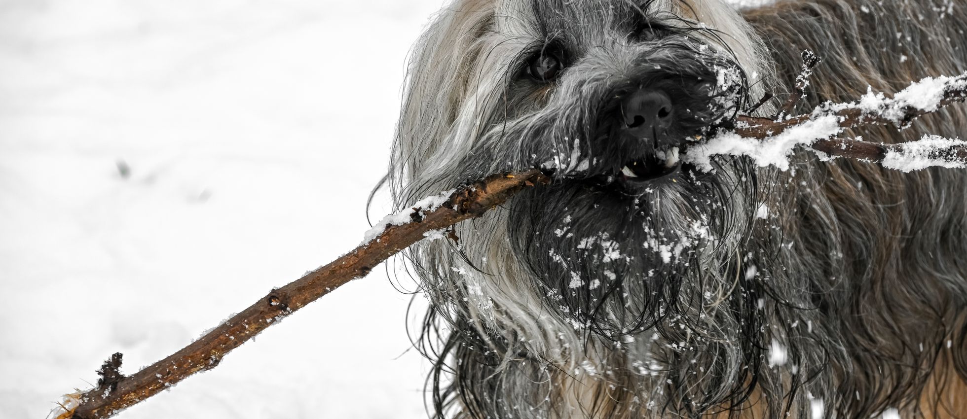 Briard dog playing outdoors in snow with a stick — best dog food for Briards