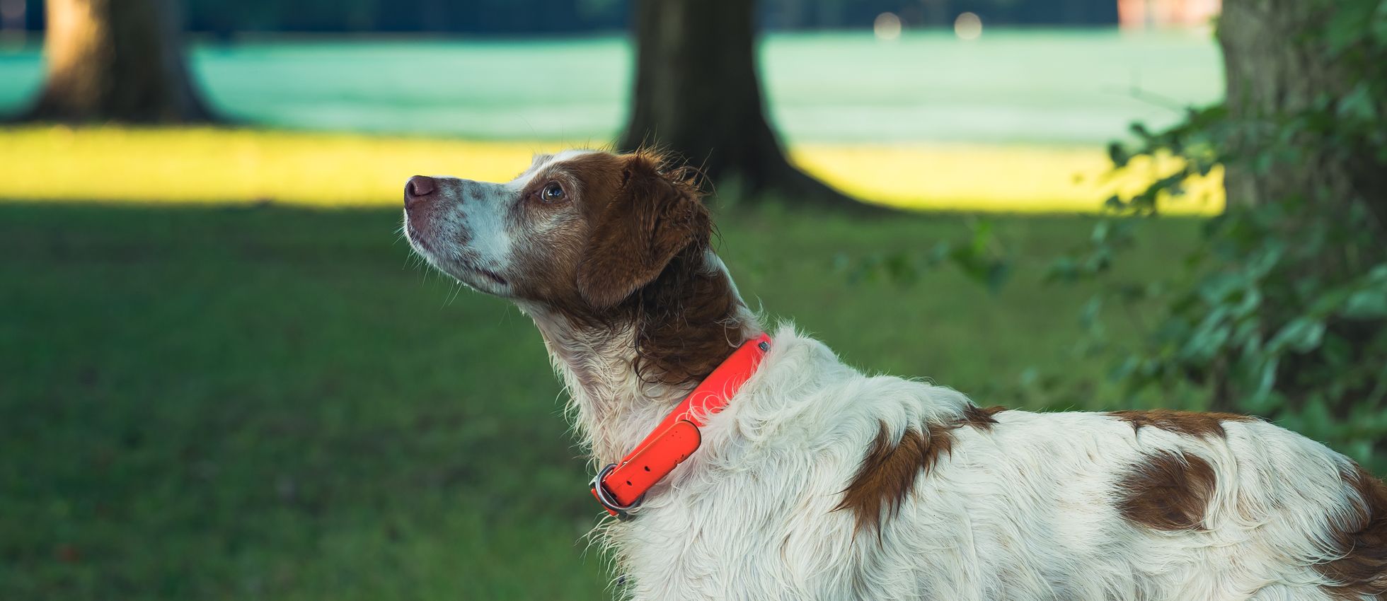 Brittany dog standing in a sunny park — best dog food for Brittanys
