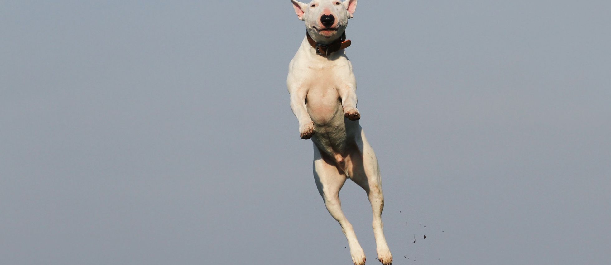 Bull Terrier dog leaping joyfully in an open grassy field — best dog food for Bull Terriers
