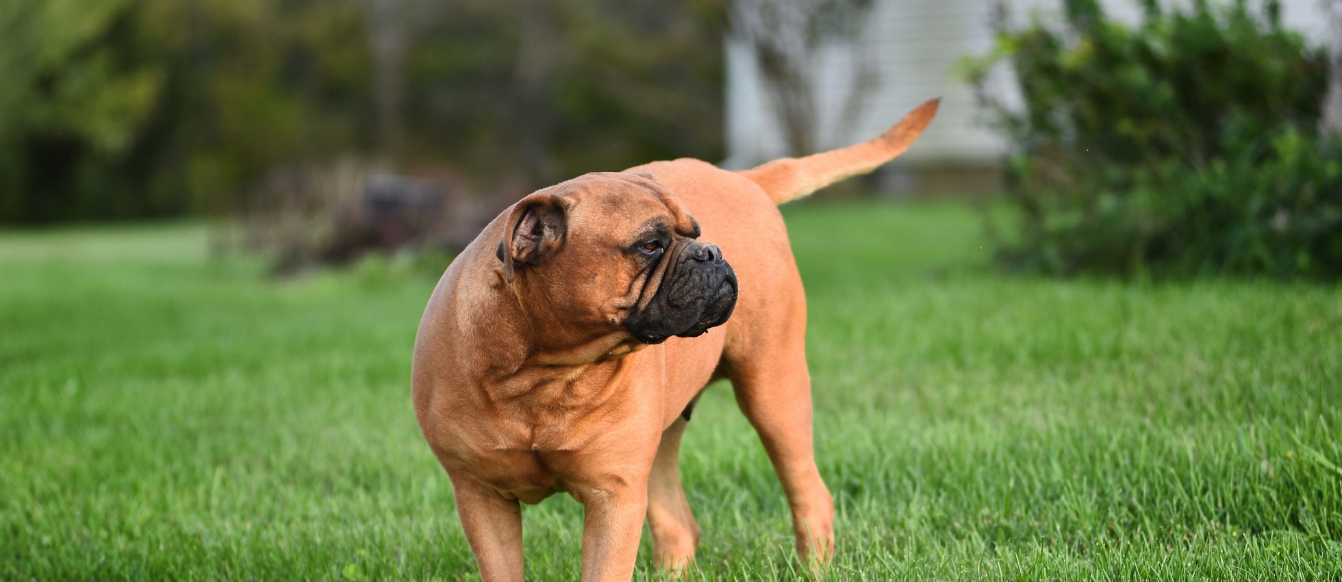 Bullmastiff dog standing on lush green grass — best dog food for Bullmastiffs
