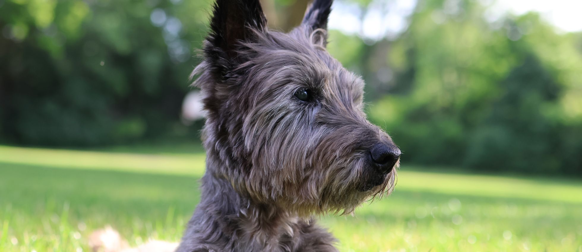 Cairn Terrier dog lying in green grass at a sunny park — best dog food for Cairn Terriers