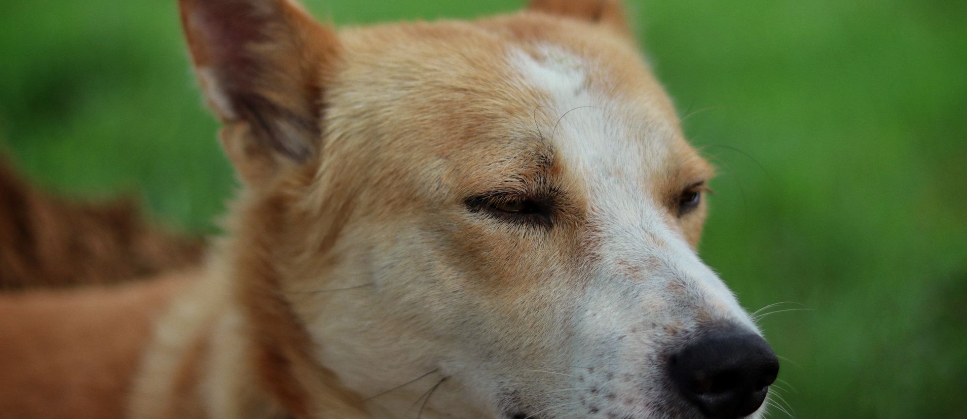 Canaan Dog lying on grass outdoors — best dog food for Canaan Dogs