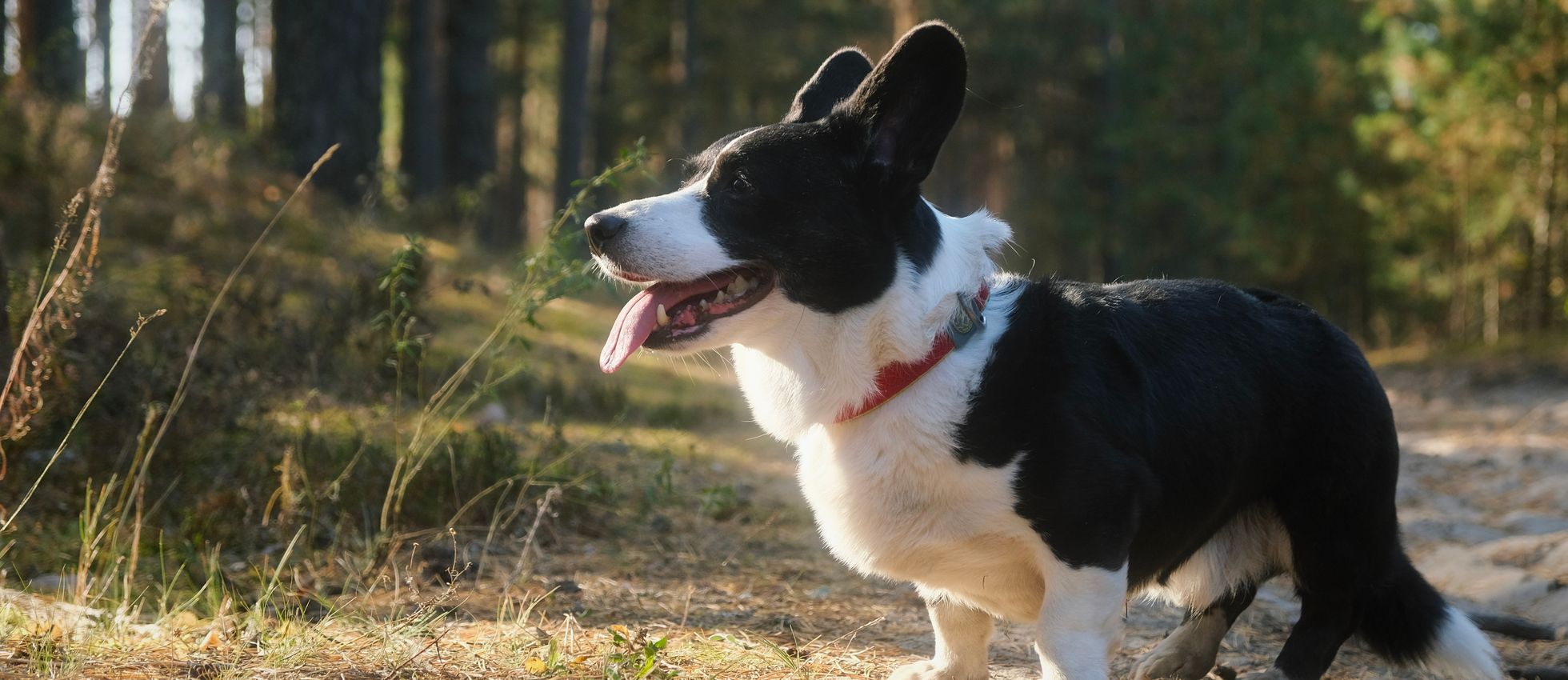 Cardigan Welsh Corgi exploring a sunlit forest path — best dog food for Cardigan Welsh Corgis