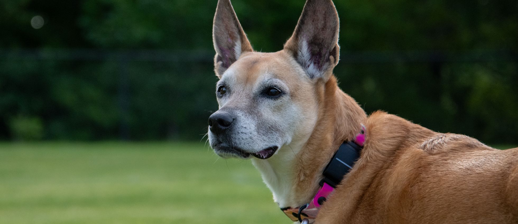 Carolina Dog posing in an outdoor park — best dog food for Carolina Dogs