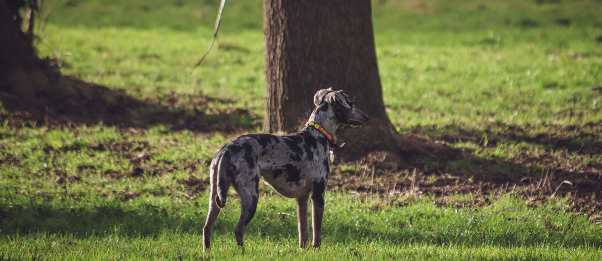 Catahoula Leopard Dog standing on green grass in a sunlit forest — best dog food for Catahoula Leopard Dogs