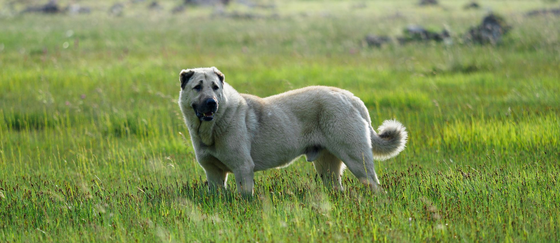 Caucasian Shepherd Dog standing in a green meadow — best dog food for Caucasian Shepherd Dogs