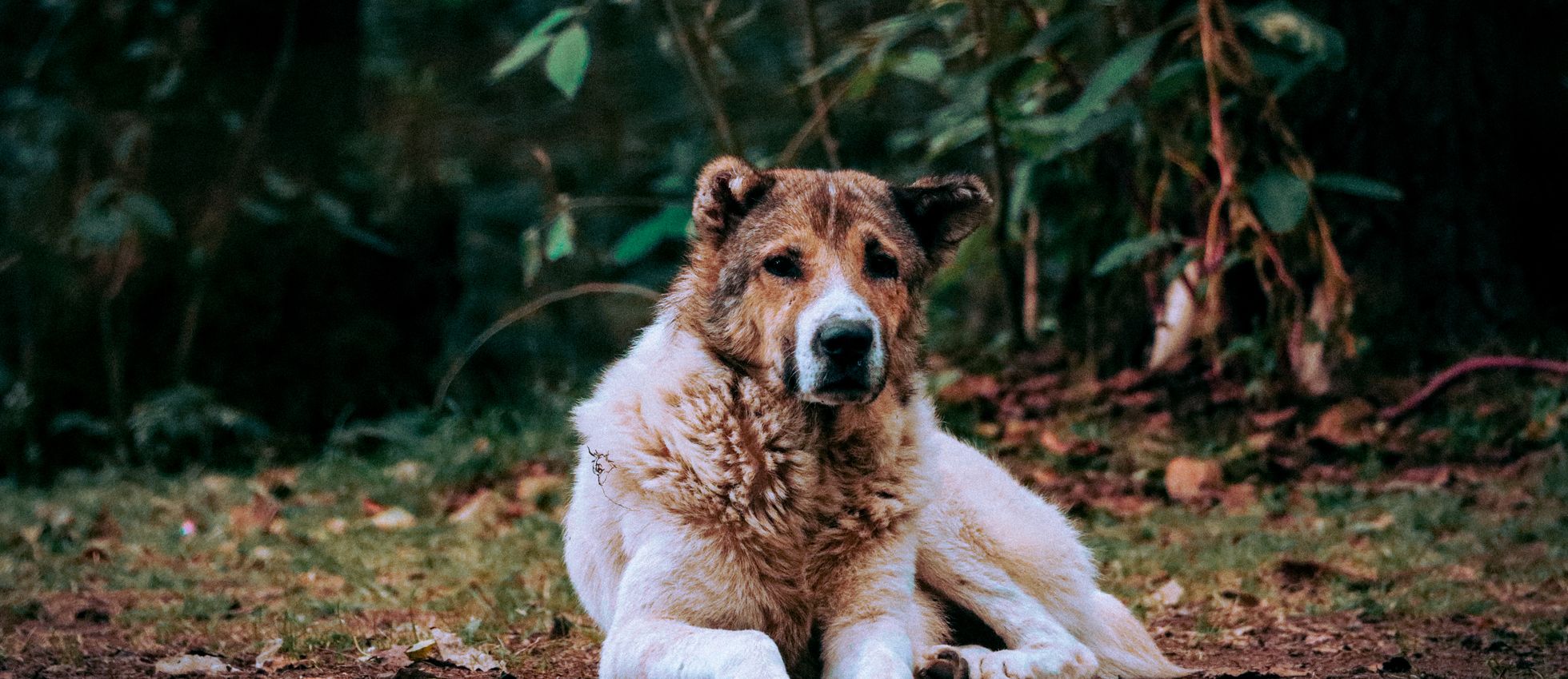 Central Asian Shepherd Dog lying on leaves in a forest setting — best dog food for Central Asian Shepherd Dogs