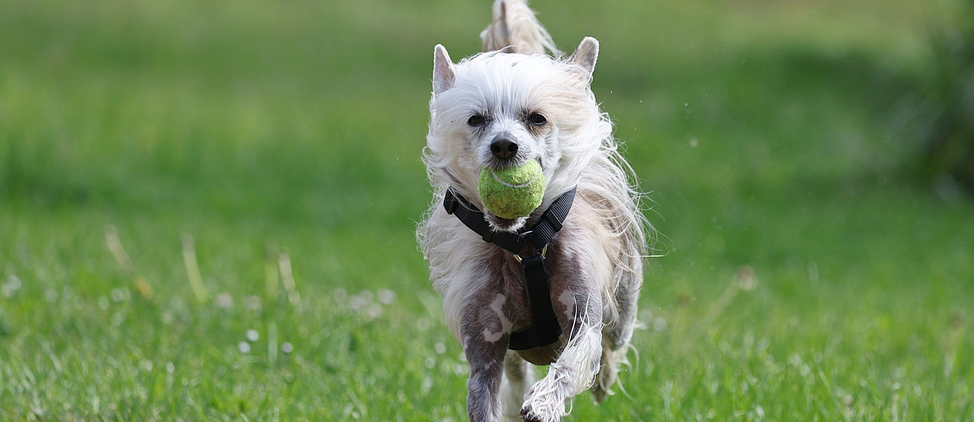 Chinese Crested dog running outdoors with a tennis ball — best dog food for Chinese Cresteds