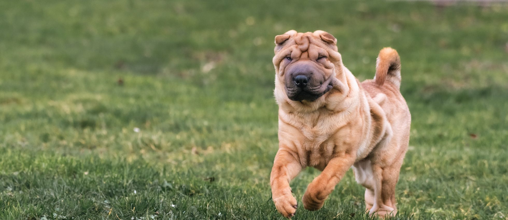 Chinese Shar-Pei dog running across a lush green field — best dog food for Chinese Shar-Peis