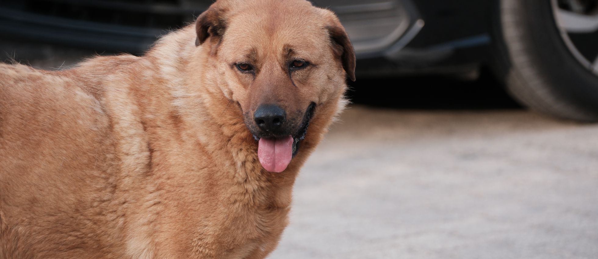 Chinook dog panting happily outdoors — best dog food for Chinooks