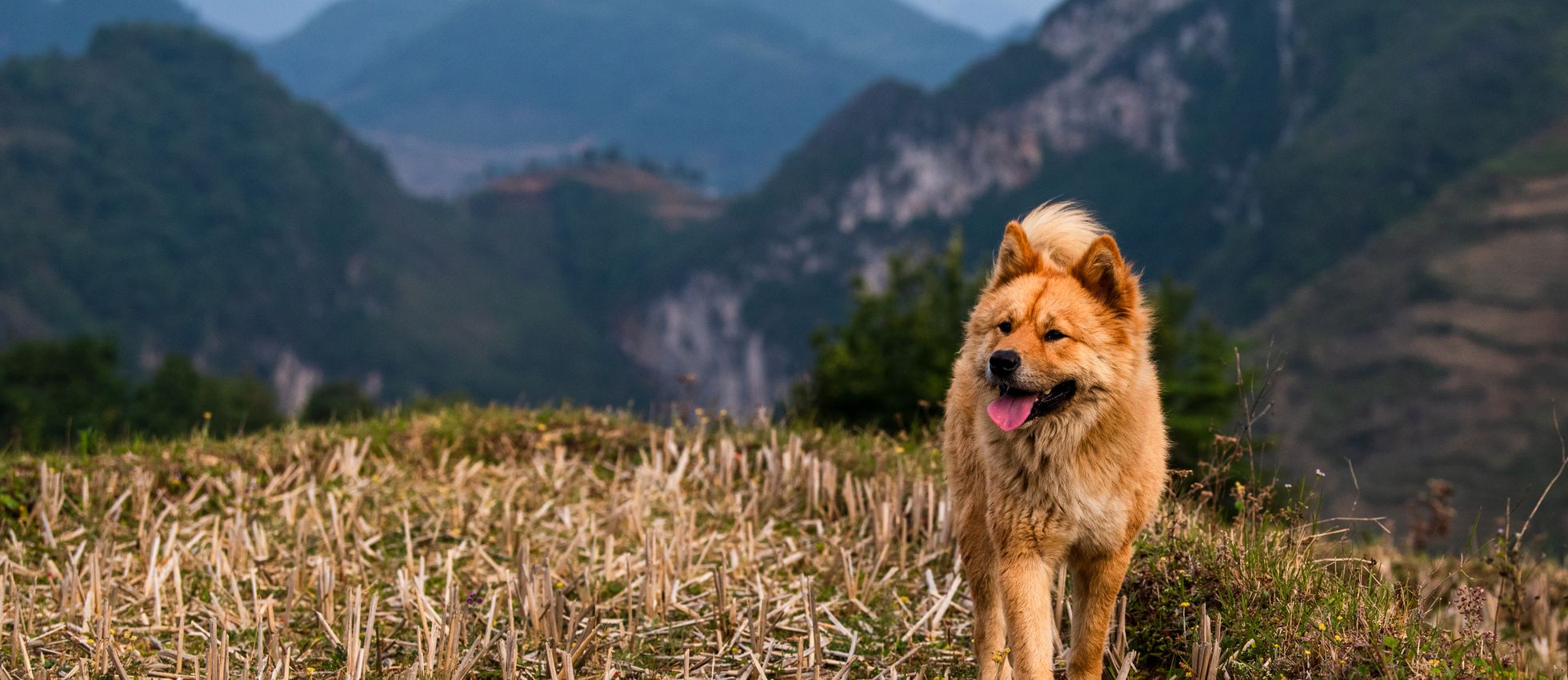 Chow Chow dog outdoors — best dog food for Chow Chows