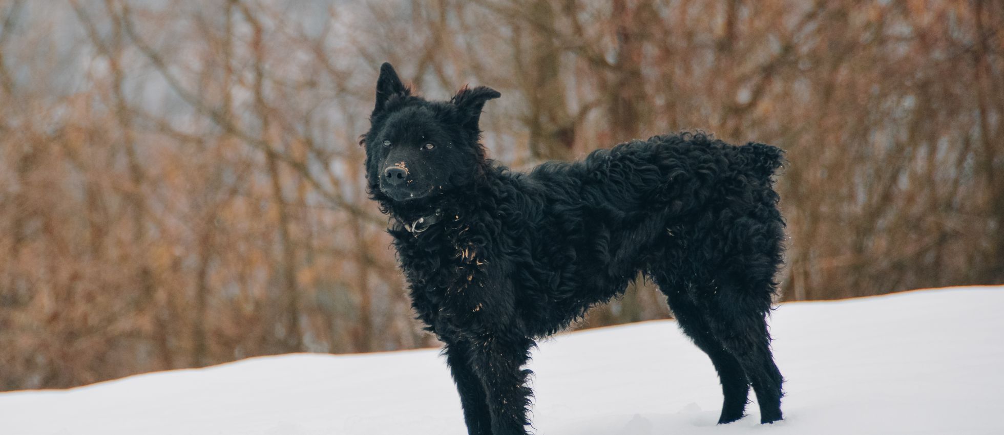 Croatian Sheepdog standing in a serene winter forest — best dog food for Croatian Sheepdogs