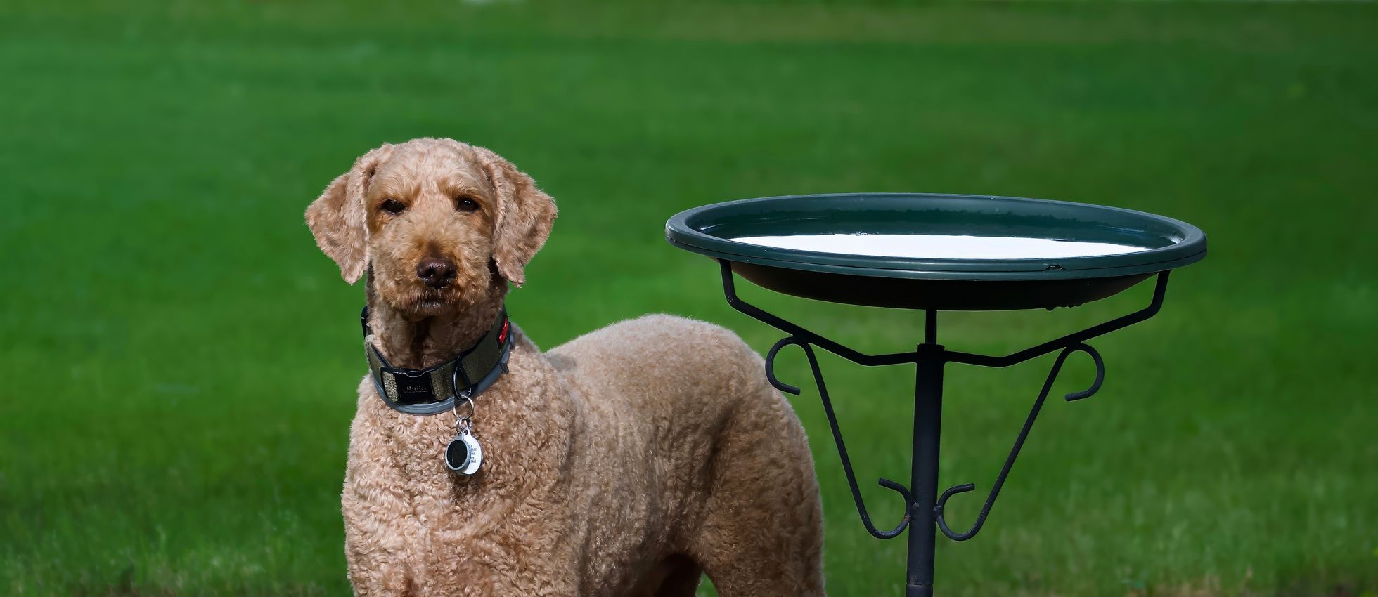 Curly-Coated Retriever standing near a bird bath in a lush garden — best dog food for Curly-Coated Retrievers