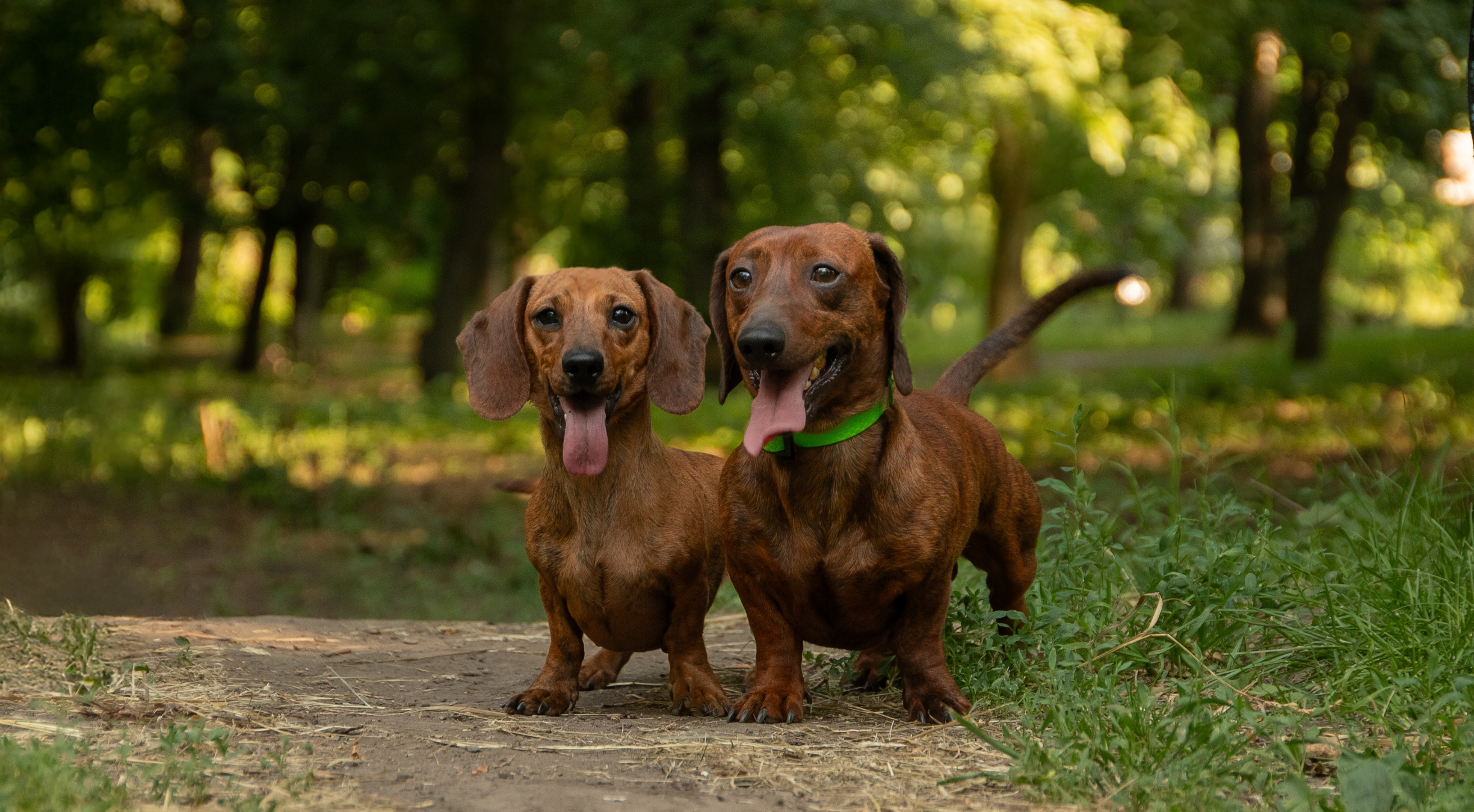 What is the best dog food for dachshunds?