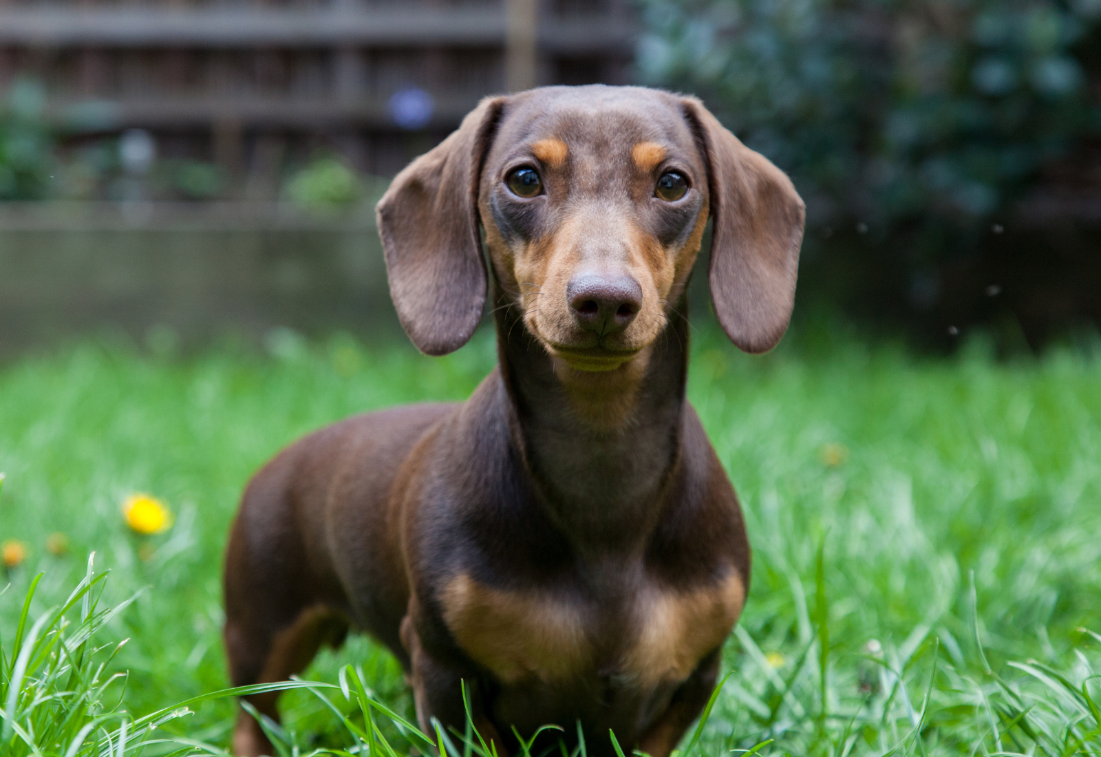 Dachshund dog