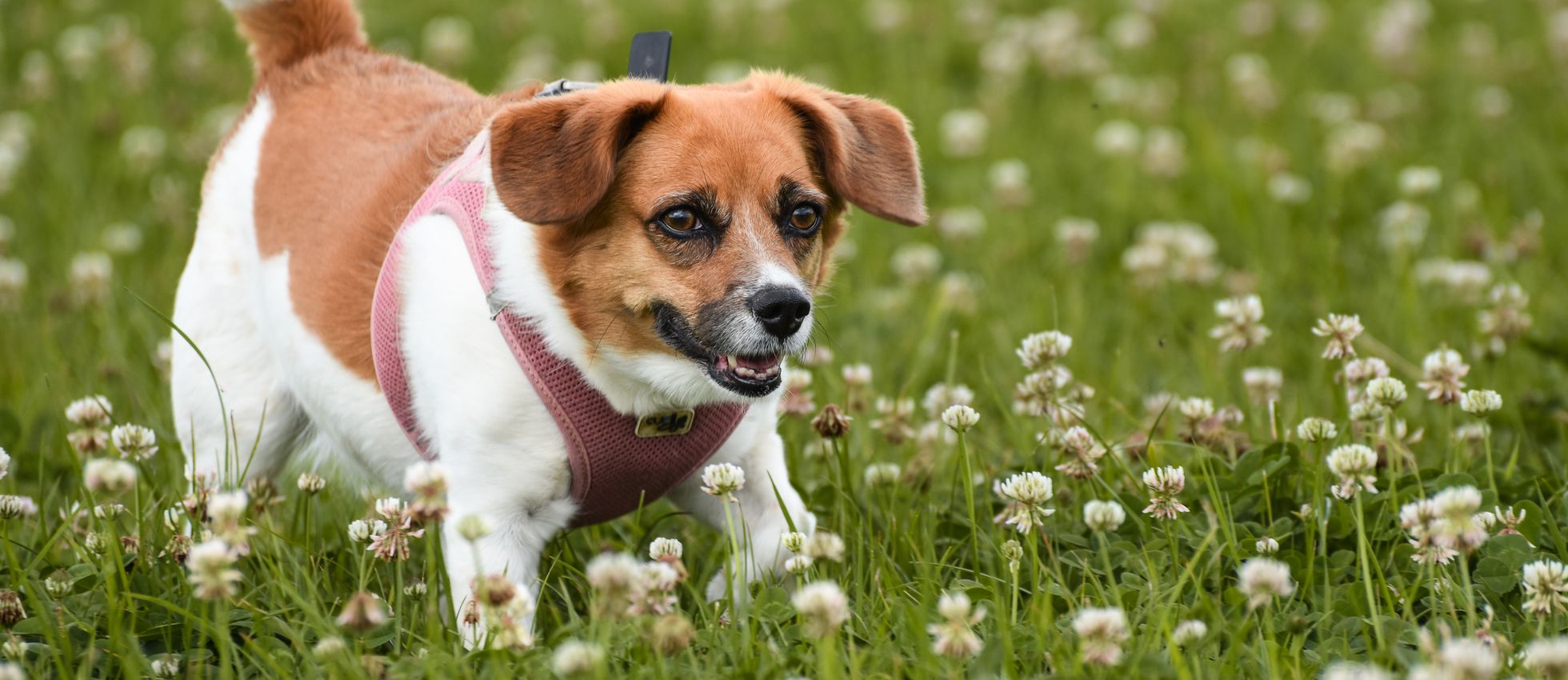 Danish-Swedish Farmdog running through a lush flower field — best dog food for Danish-Swedish Farmdogs