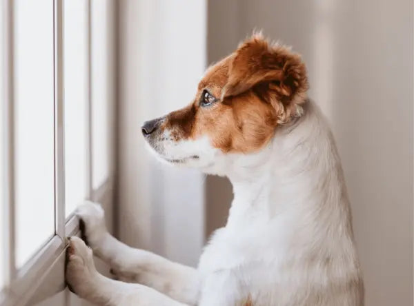 Managing Separation Anxiety in Dogs: Tips and Strategies