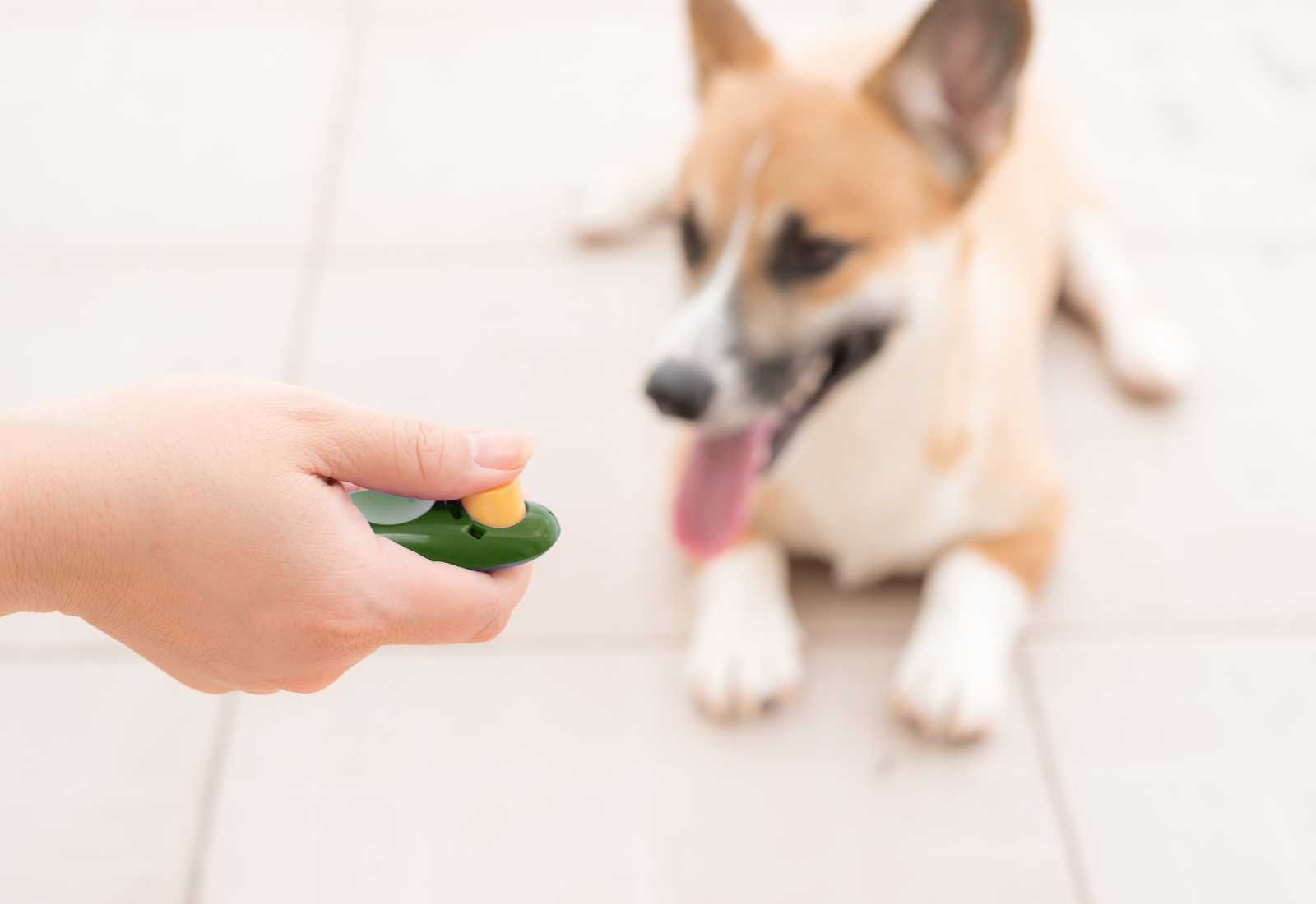 How To Clicker Train Your Dog