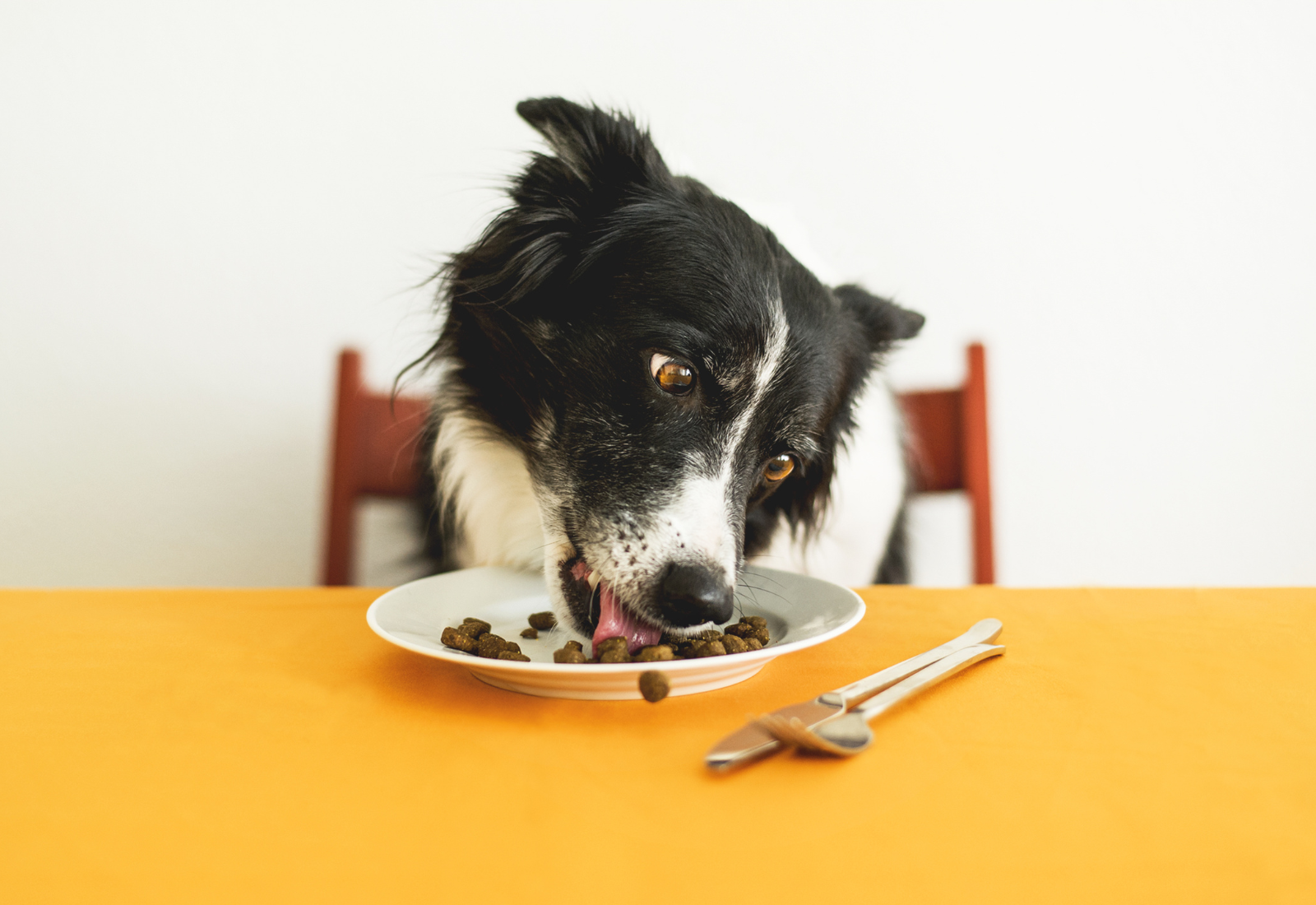 What Can I Add to My Dogs Kibble? Discover 11 Nutritious Enhancers for a Balanced Diet