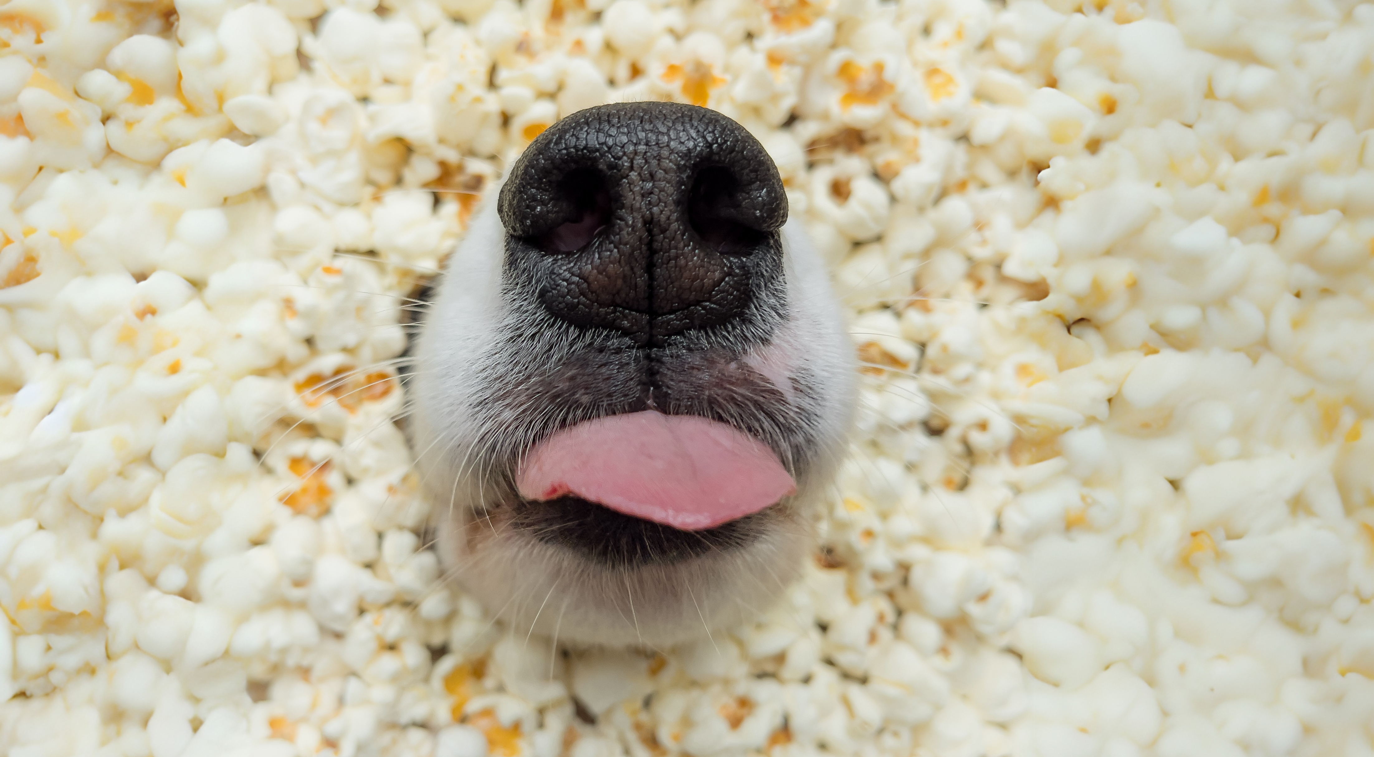 Can Dogs Eat Popcorn? Understanding the Risks and Safe Practices