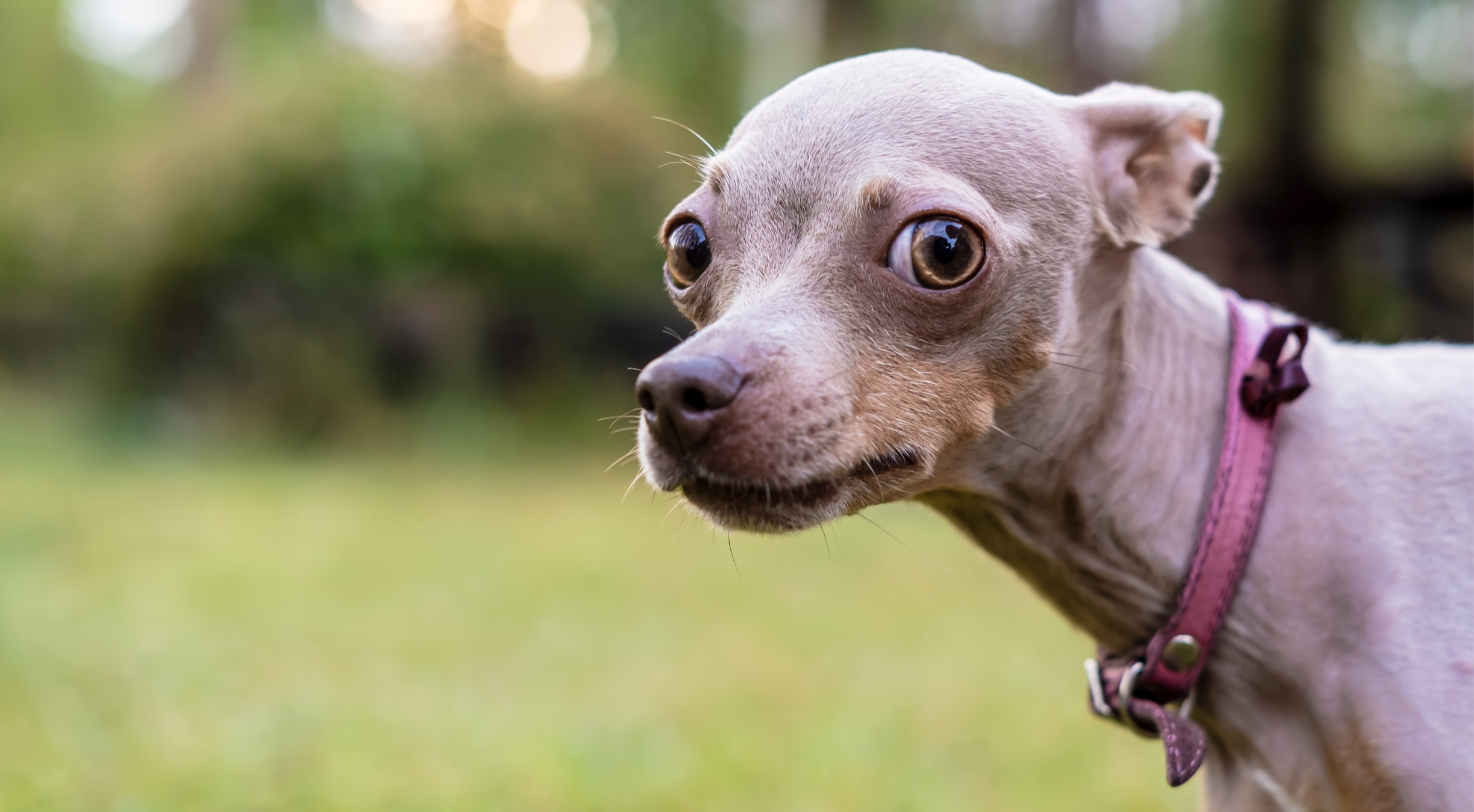 Is My Dog Seeing Things? Understanding Hallucinations in Dogs