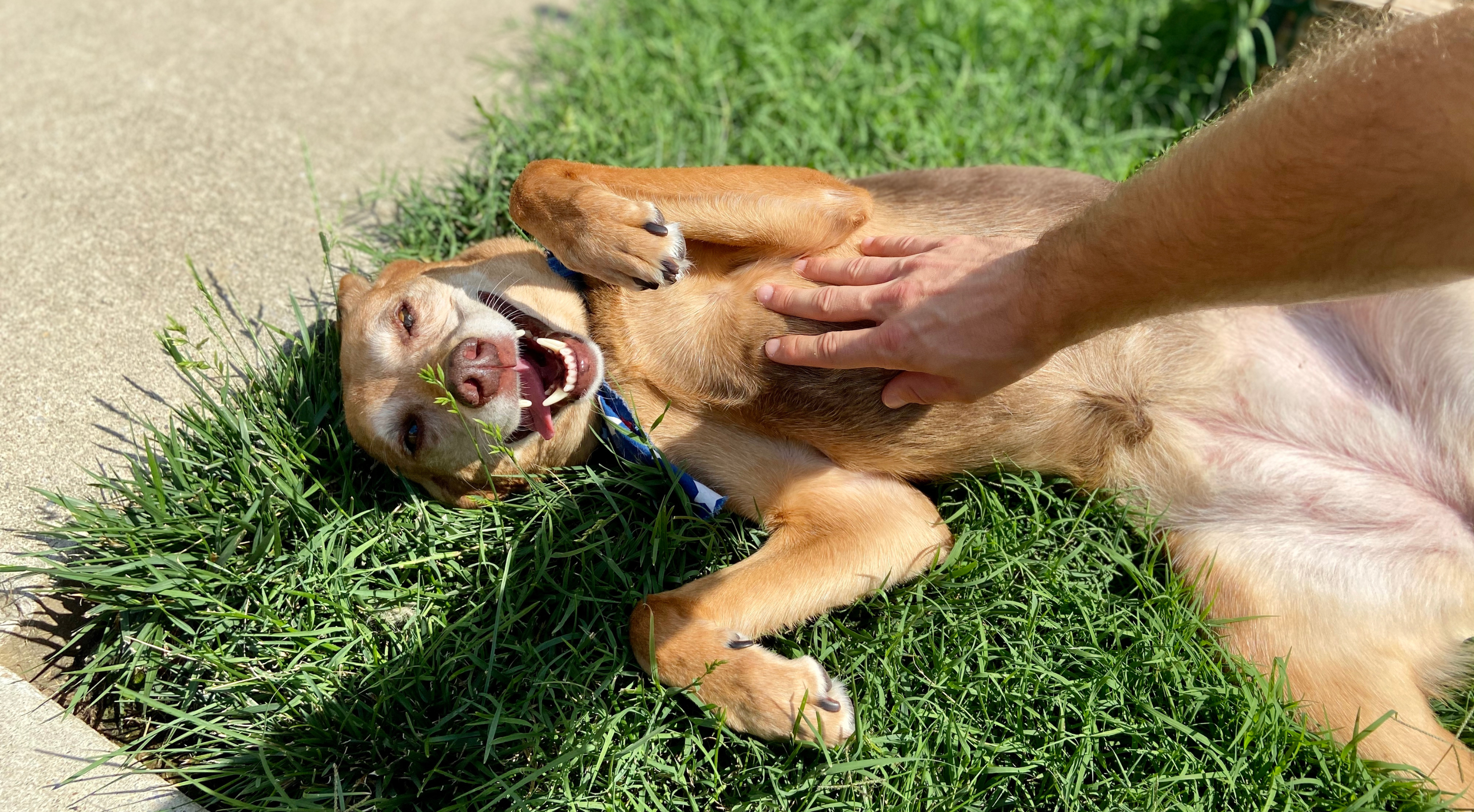 Here’s Why Your Dog’s Leg Twitches When You Scratch That Spot – The Science Explained