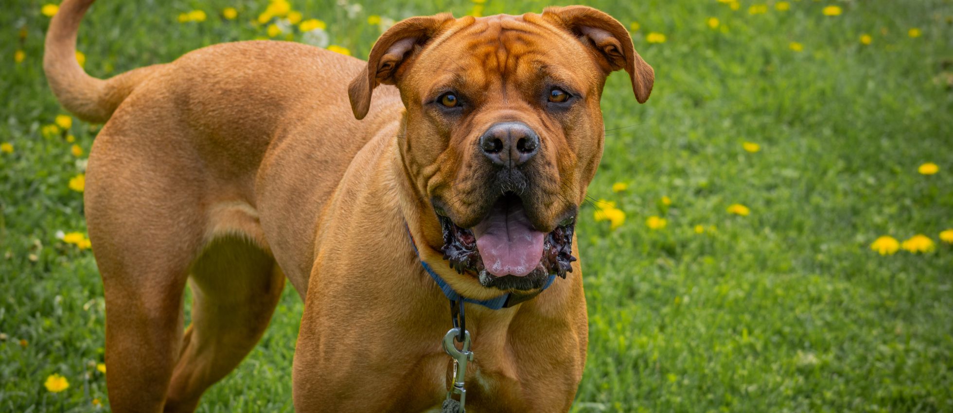 Dogue de Bordeaux dog standing on a grassy field with flowers — best dog food for Dogue de Bordeaux