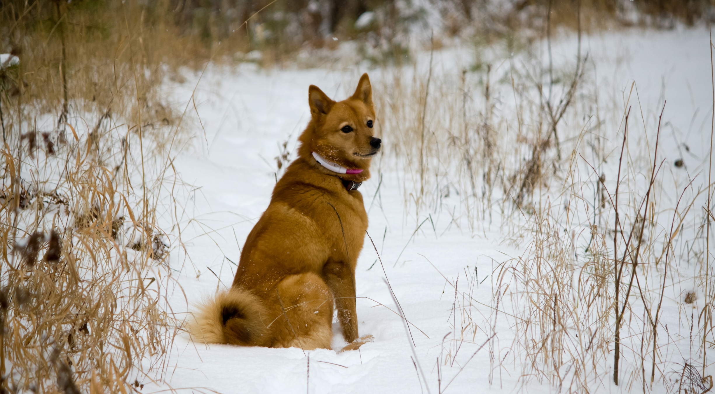 What is the best dog food for a Finnish Spitz?